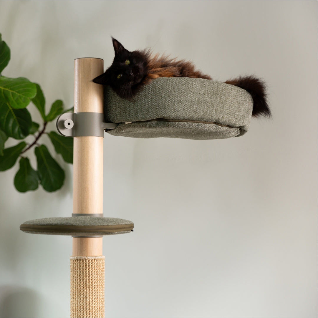 Are you fulfilling these 10 important cat needs?