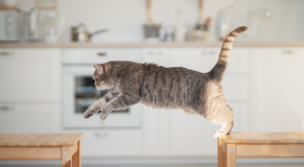 jump