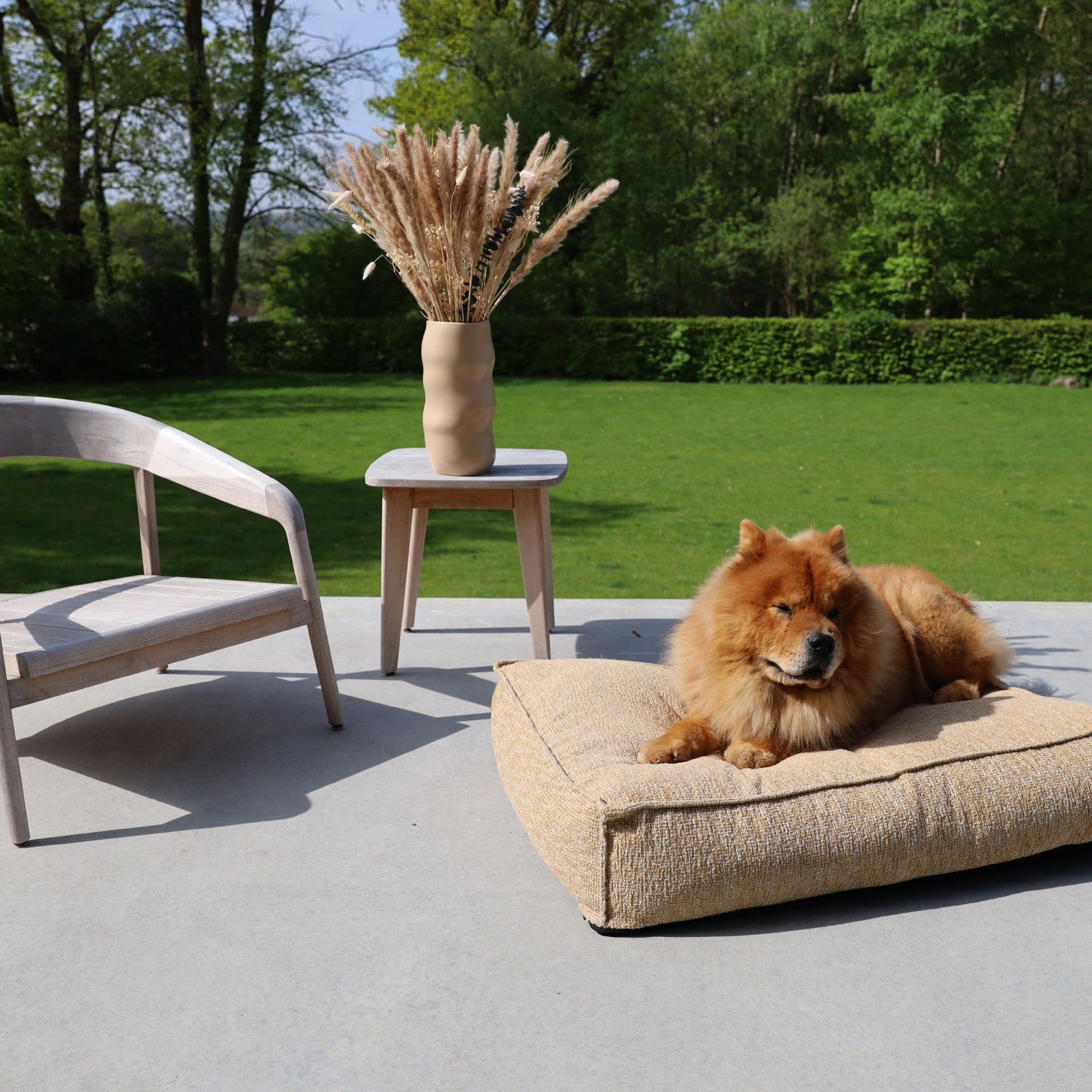 Dog lying on a cushion outdoors with a vase of dried plants in the background
