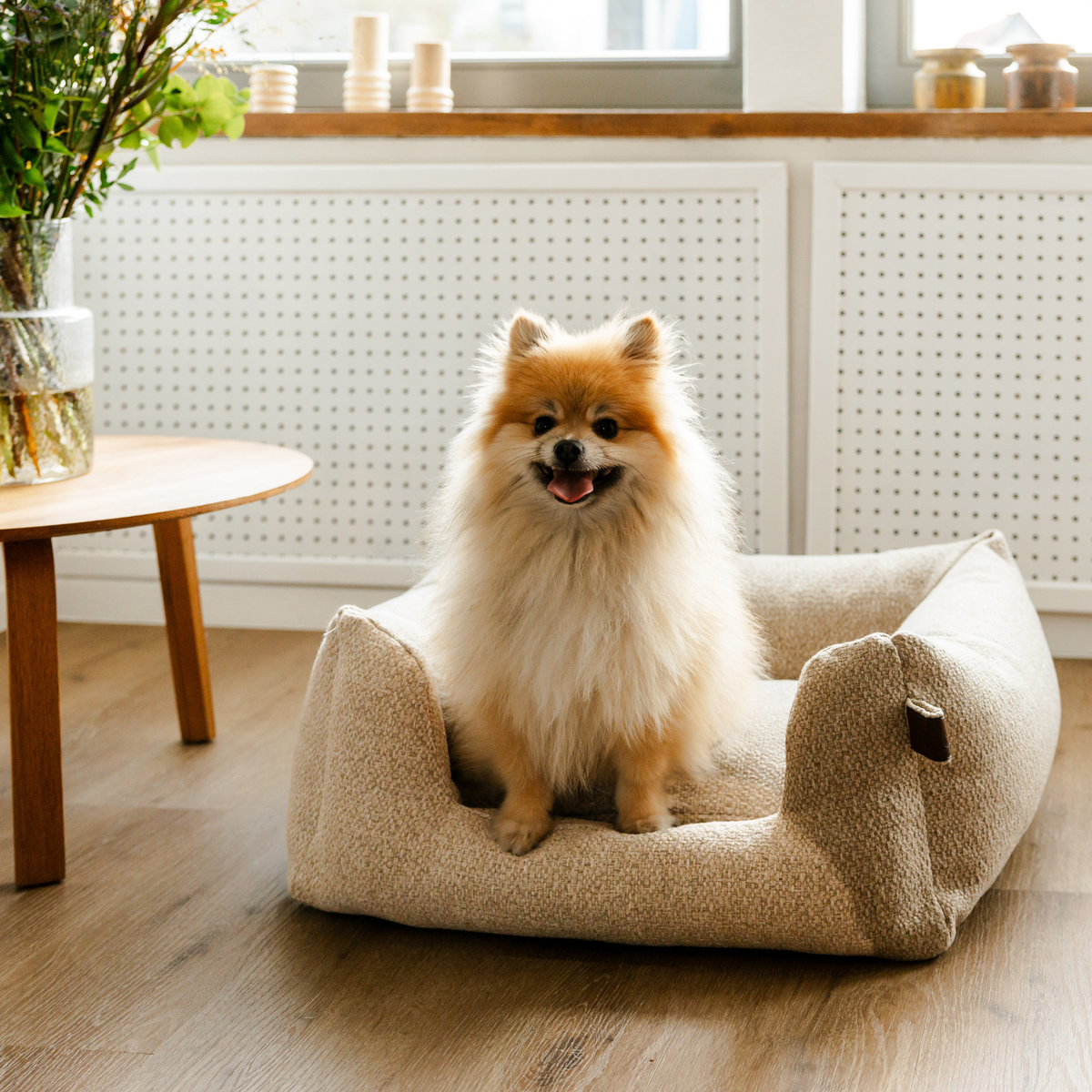 A fluffy cream and tan Pomeranian dog sits in a beige high-sided plush pet bed on a wood floor in a bright, modern room.