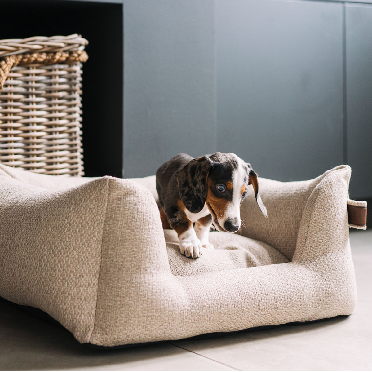 A small tricolor dog stands on a textured beige pet bed in a modern room with a dark gray wall and a wicker basket visible in the background.