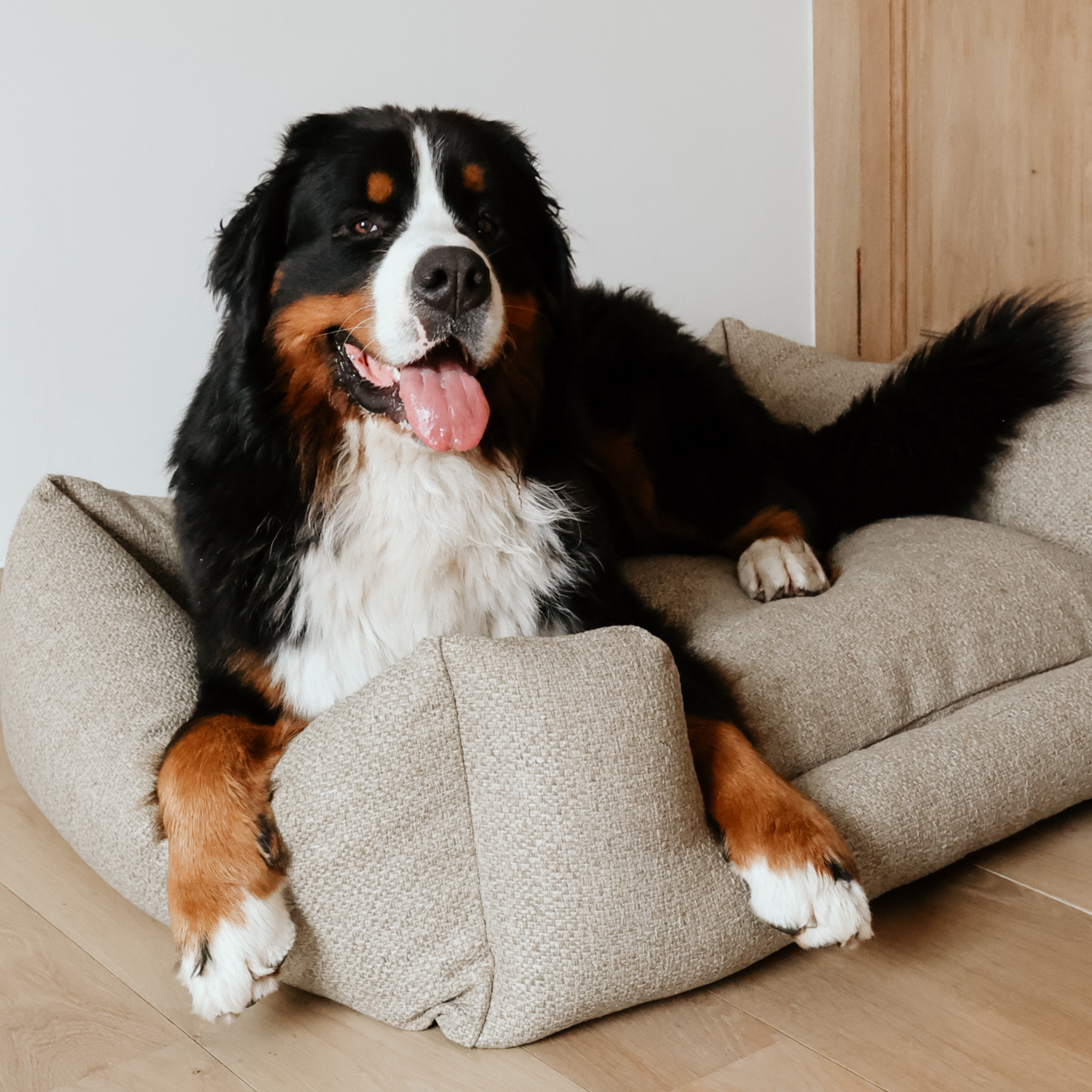 A Bernese mountain dog lounging comfortably on a beige textured dog bed in a bright, modern room with light wood flooring and walls.