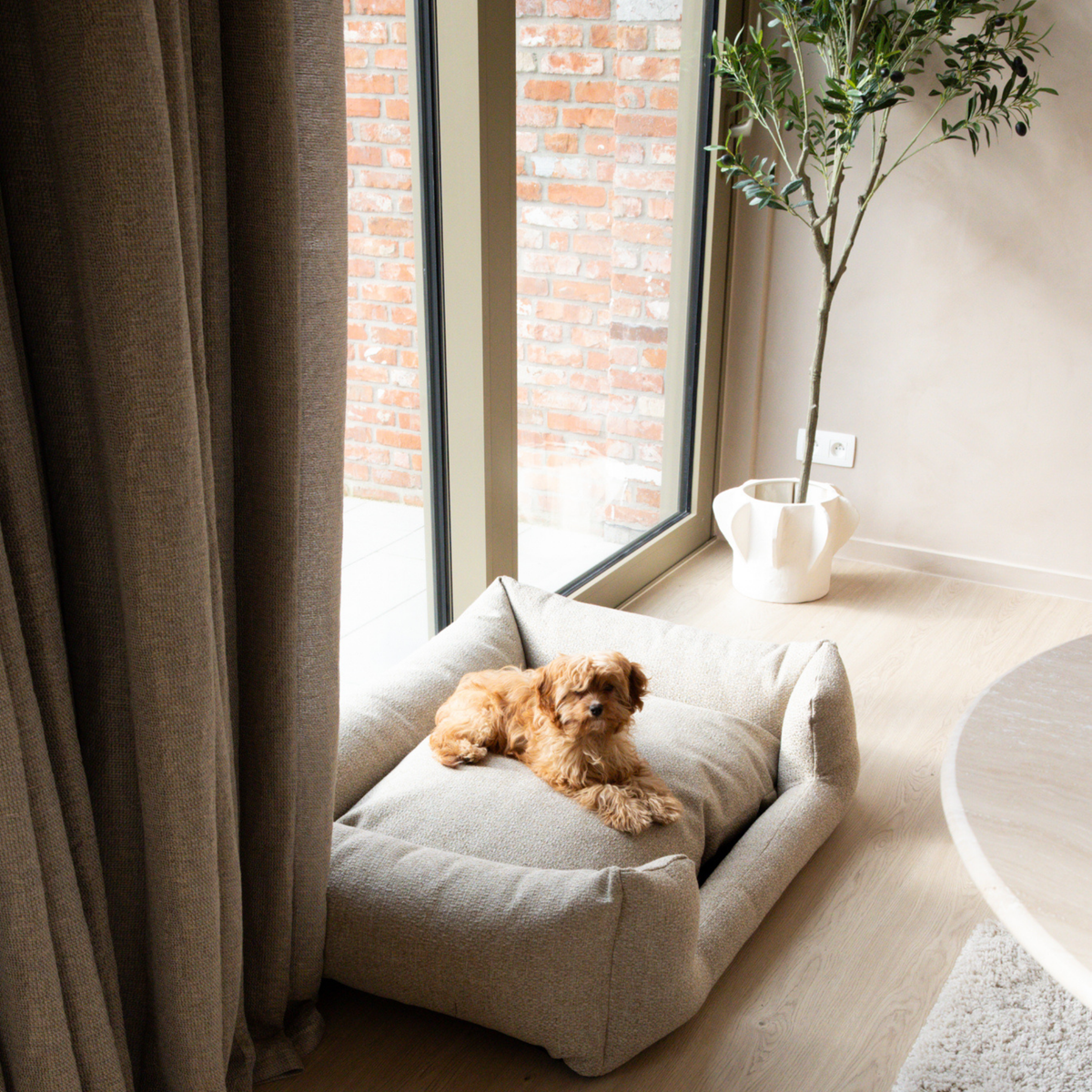 A small fluffy dog lies on a light beige pet bed placed in a bright room beside a window with curtains, a brick wall view, and a potted plant.