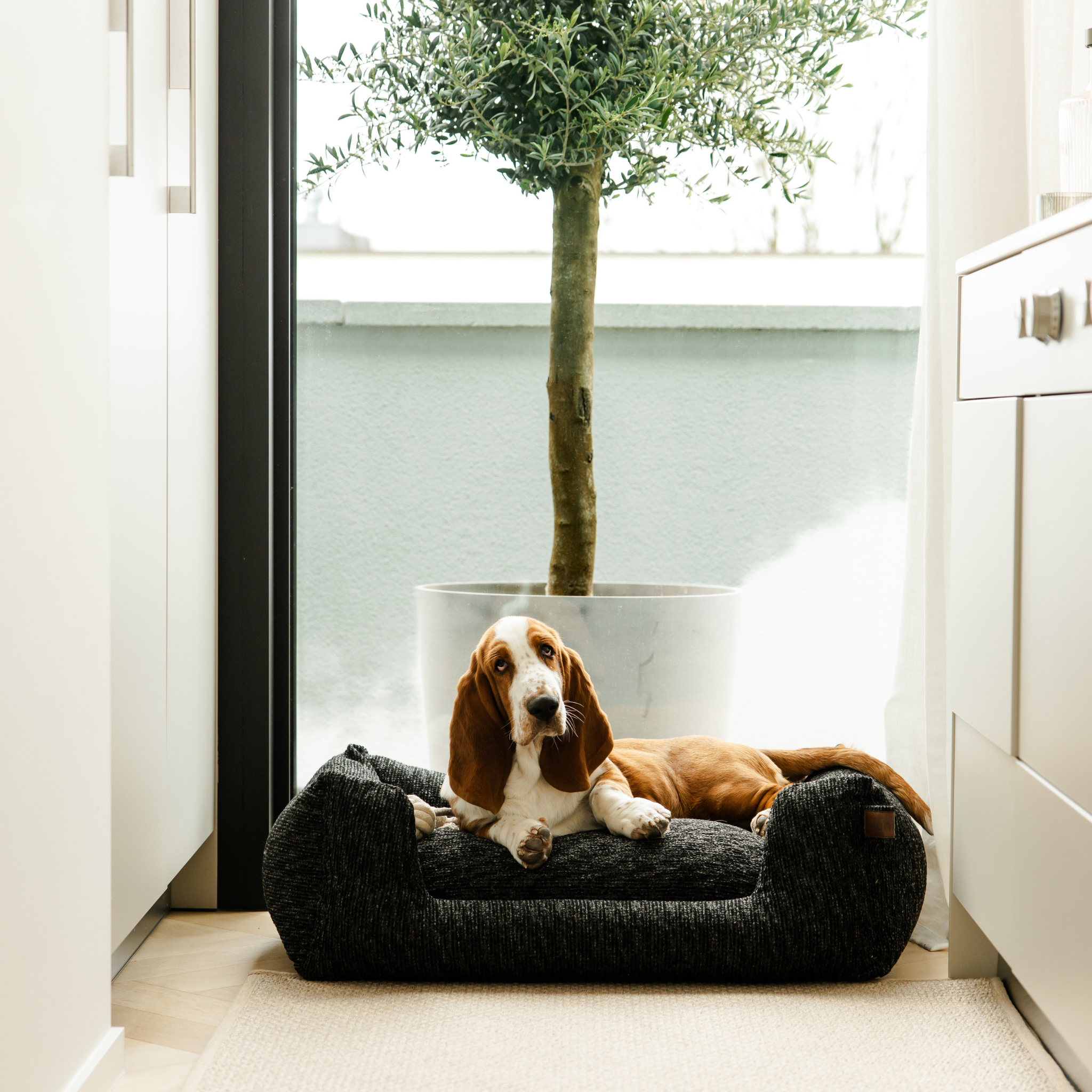 A brown and white Basset Hound dog lies on a dark charcoal gray textured pet bed placed on a light beige rug in a bright, modern room with a large potted tree in the background.