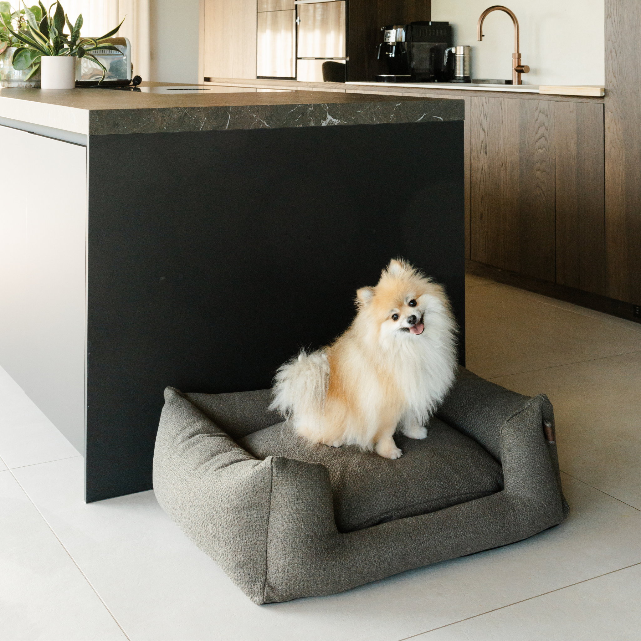 A fluffy cream and white Pomeranian dog sits on a brown fabric raised pet bed placed on a light tile floor in a modern kitchen with a black island and wood cabinets.