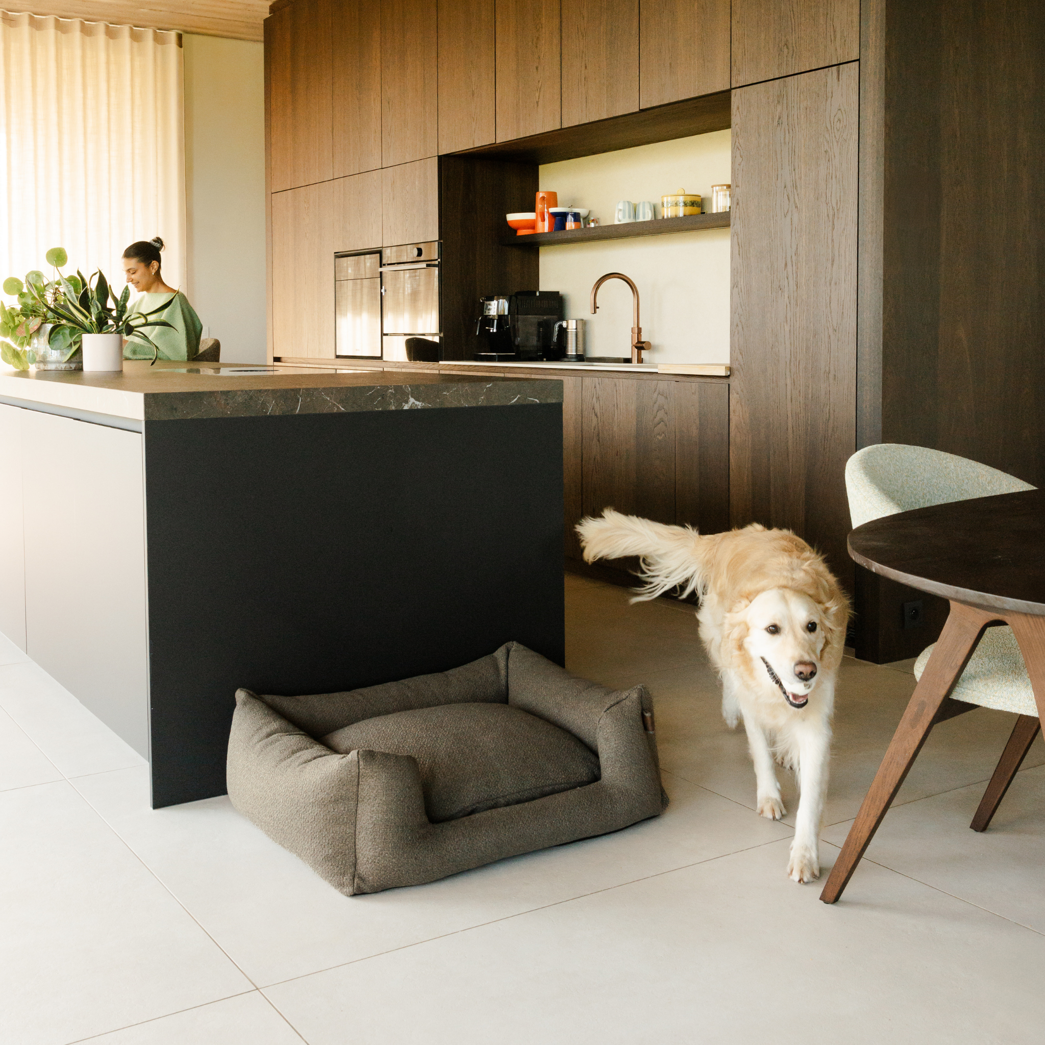 A golden retriever dog walks toward the camera in a modern kitchen while wearing a gray dog collar. A gray raised dog bed sits on the floor near a black kitchen island.