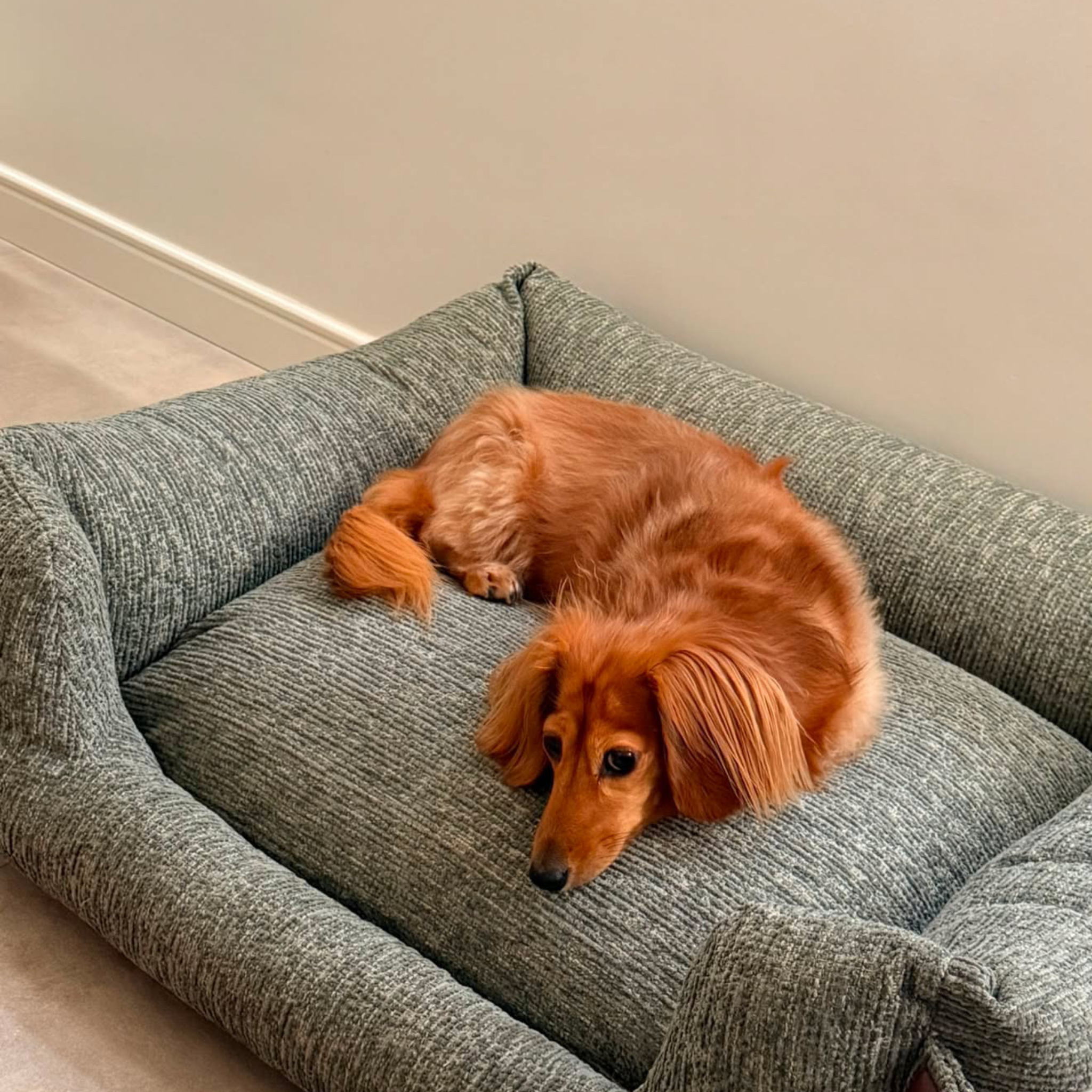 A long-haired dachshund lies resting on a textured gray pet bed in a clean indoor room with beige walls and light flooring..