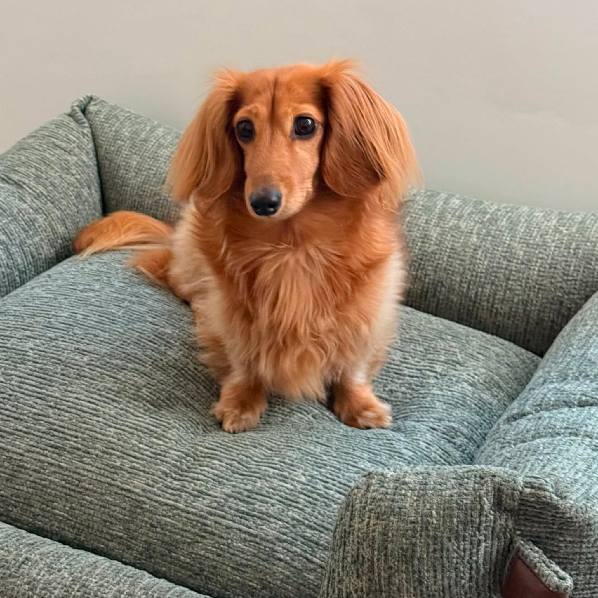A long-haired dachshund sitting on a textured gray fabric pet bed in a home setting.