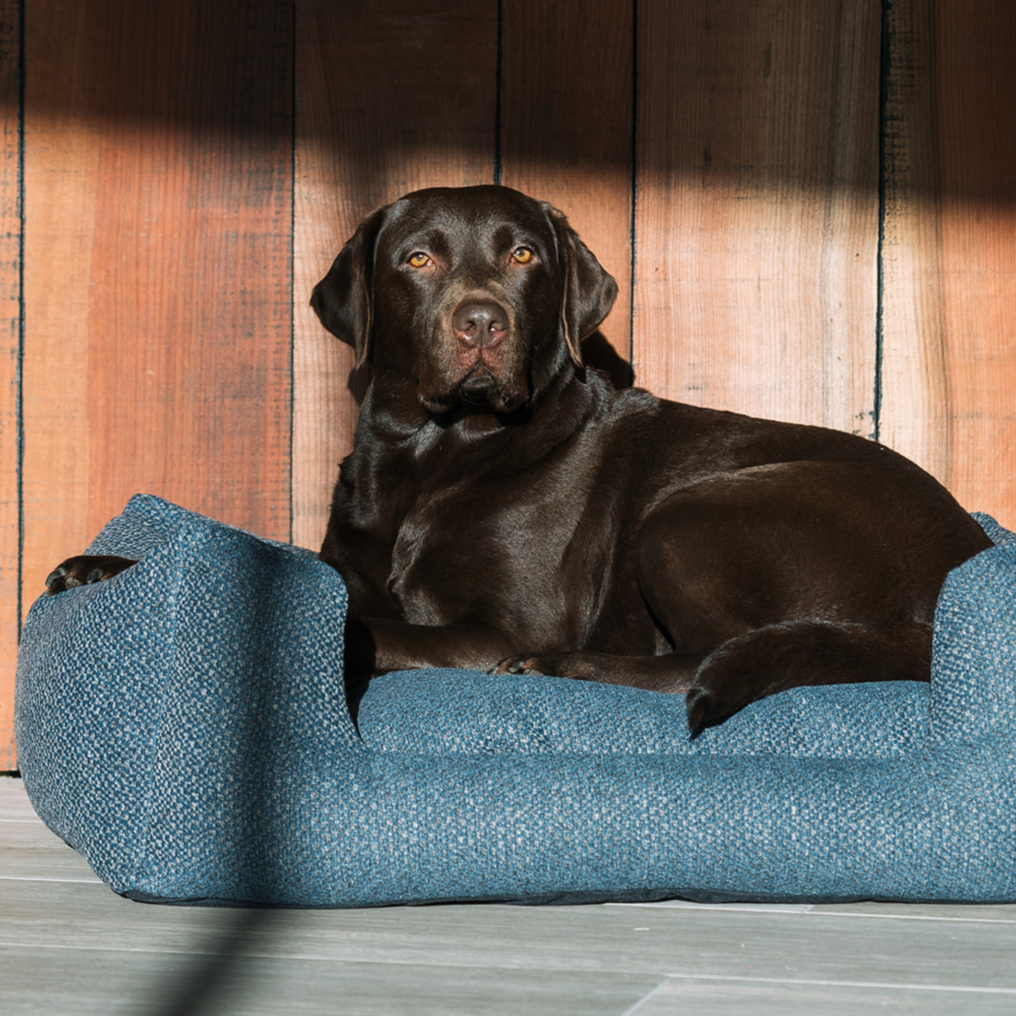 A chocolate Labrador retriever lies comfortably inside a textured blue fabric pet bed, set against a rustic wooden wall with dramatic sunlight and shadow patterns.