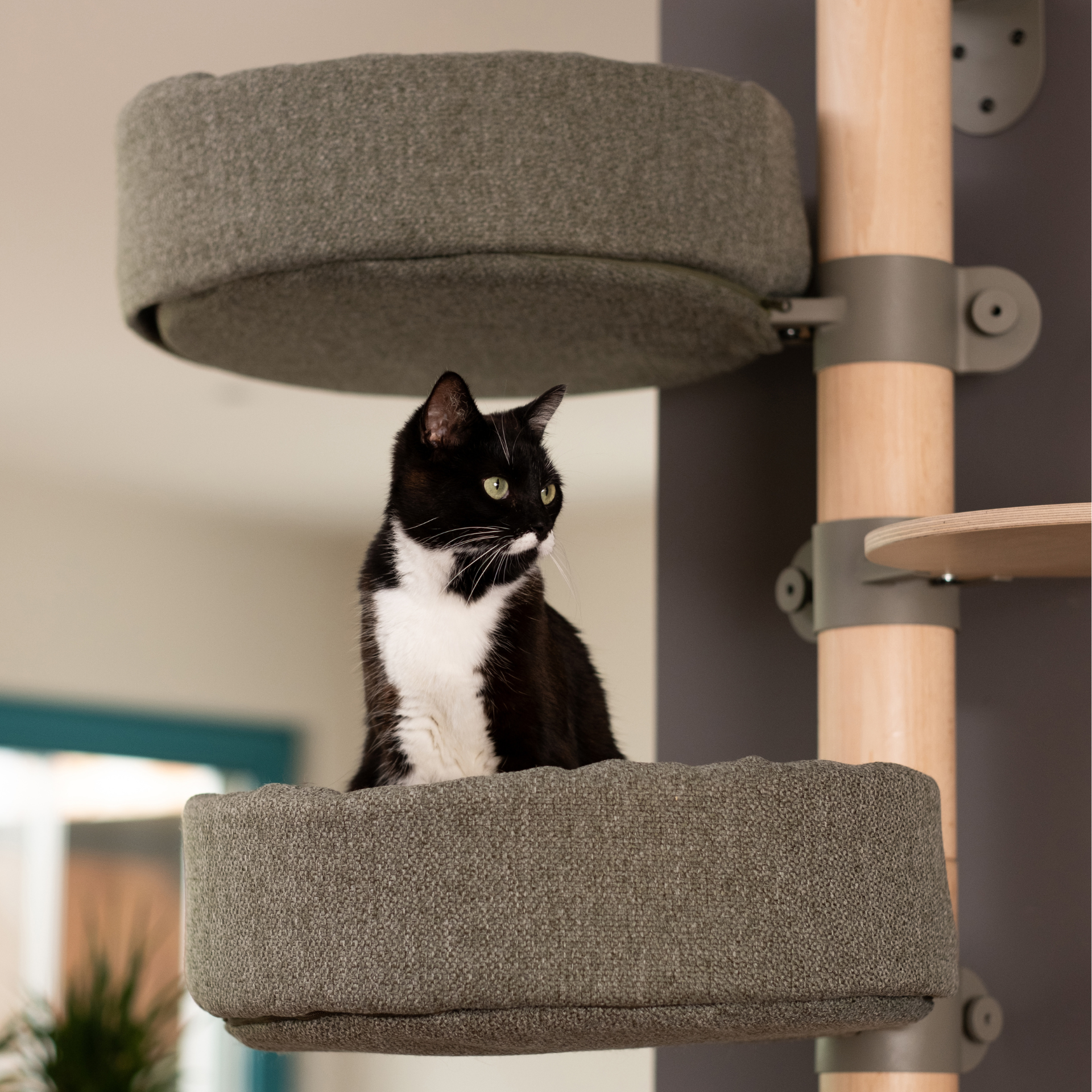 L'arbre à chat Aventurier N°12 Orange