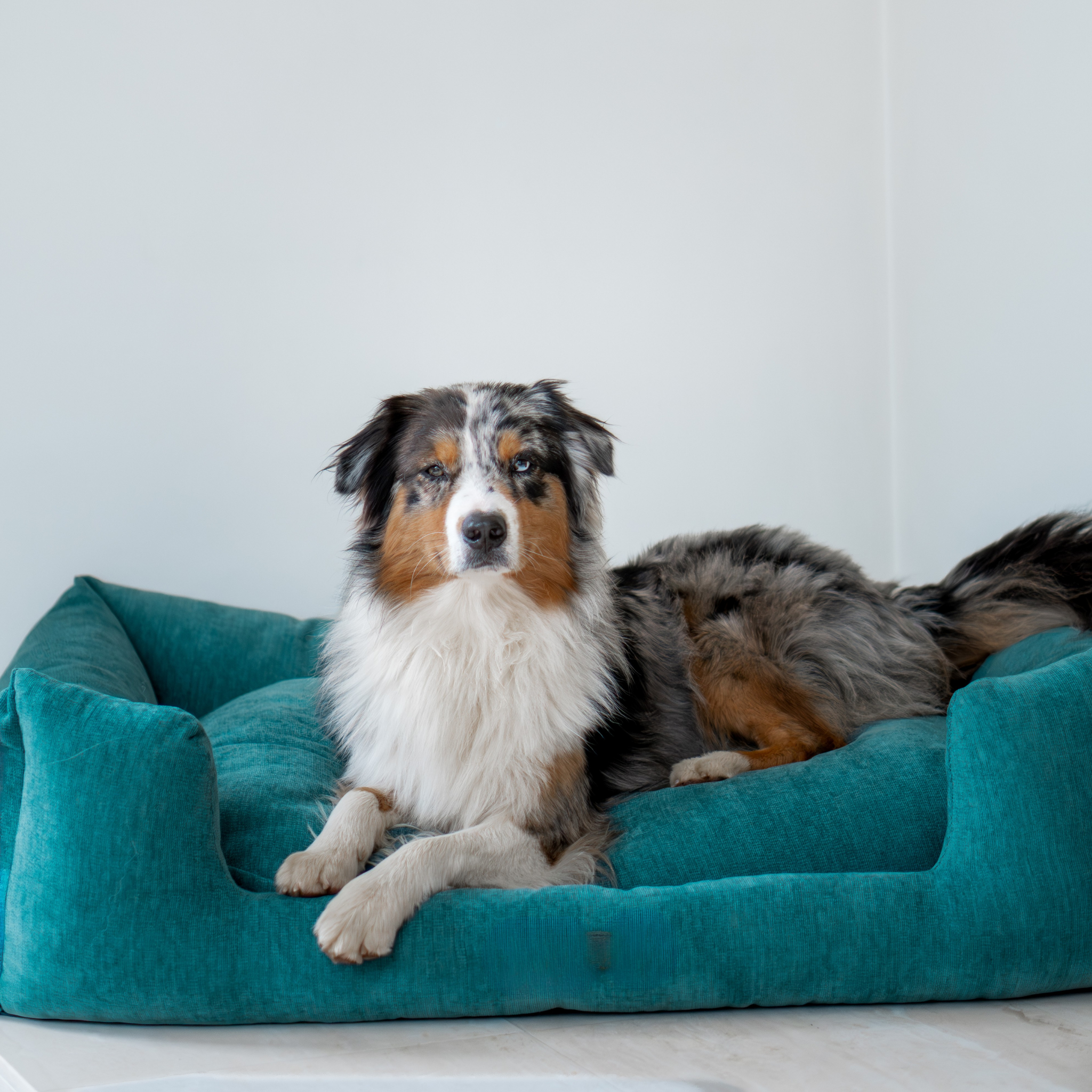 An Australian Shepherd dog lies on a plush teal pet bed against a plain light gray wall.
