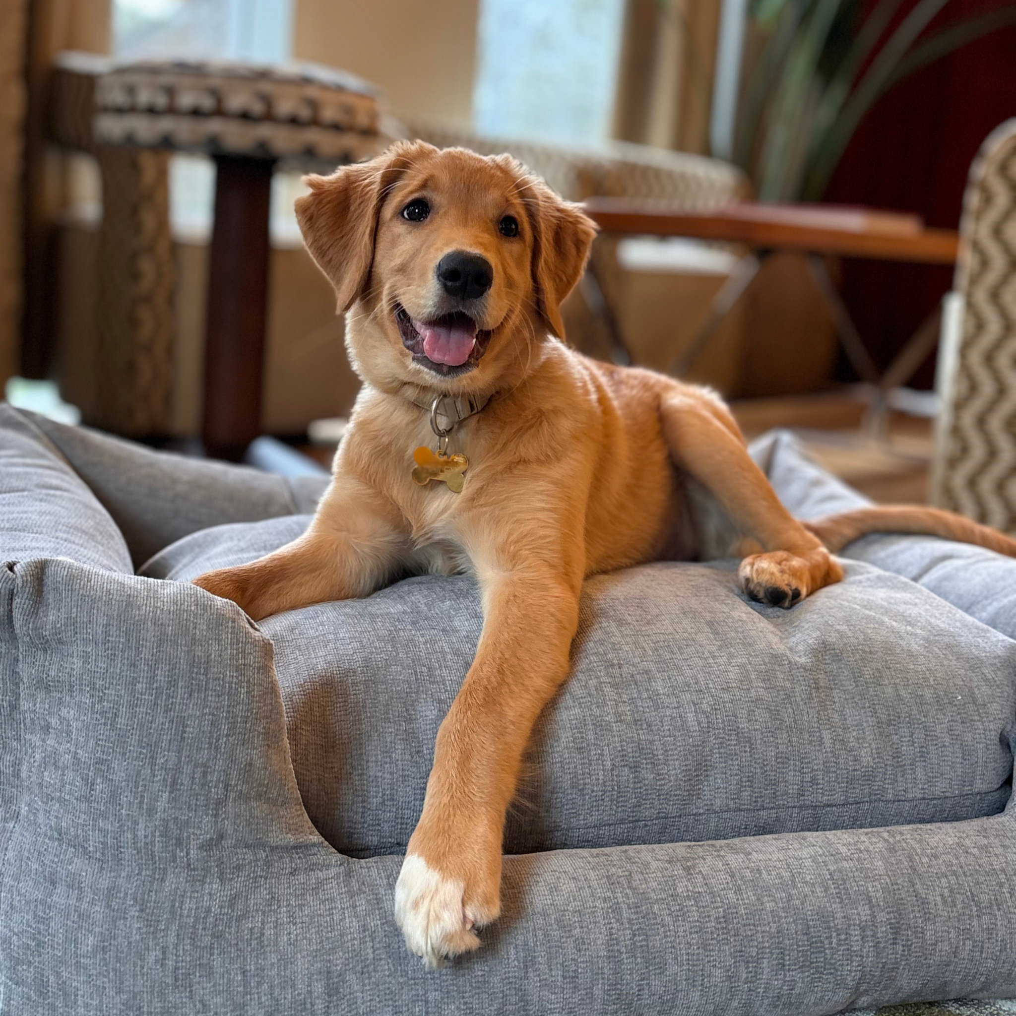 A golden retriever puppy lies stretched out on a large, plush gray fabric pet bed in a cozy living room setting.