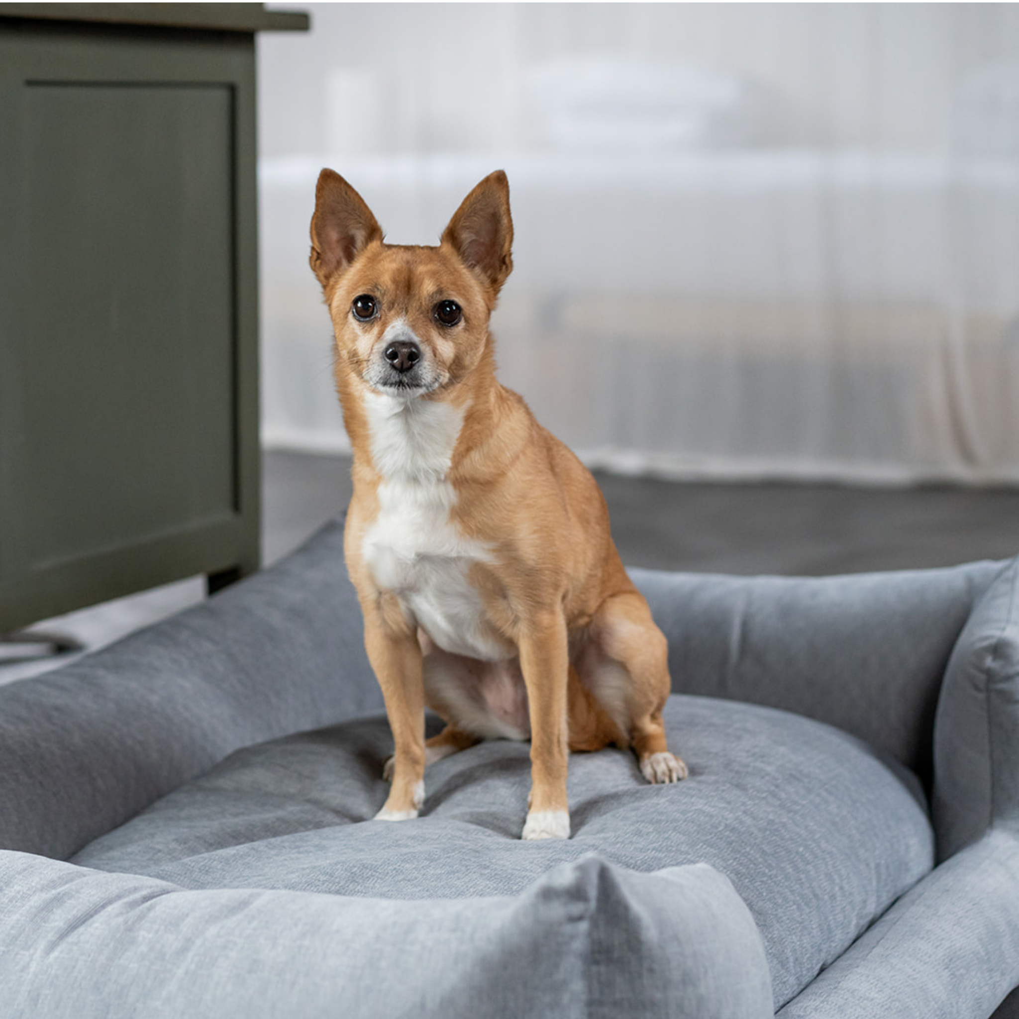A small tan and white dog sits on a round gray pet bed in a softly lit indoor room with a curtain and furniture in the background.