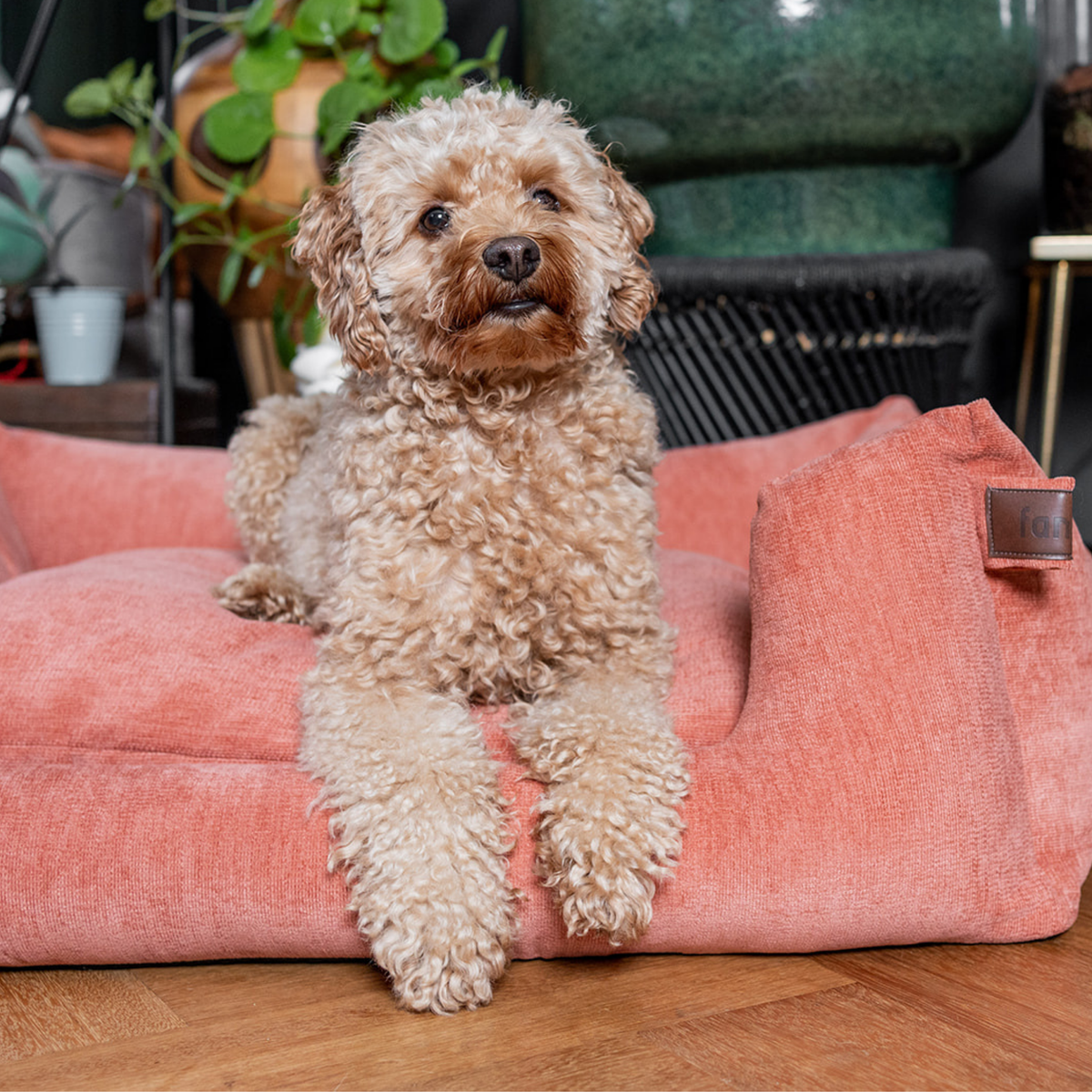 A small curly-haired beige dog lies on a large dusty pink pet bed in a home setting with a wooden floor and plants in the background.