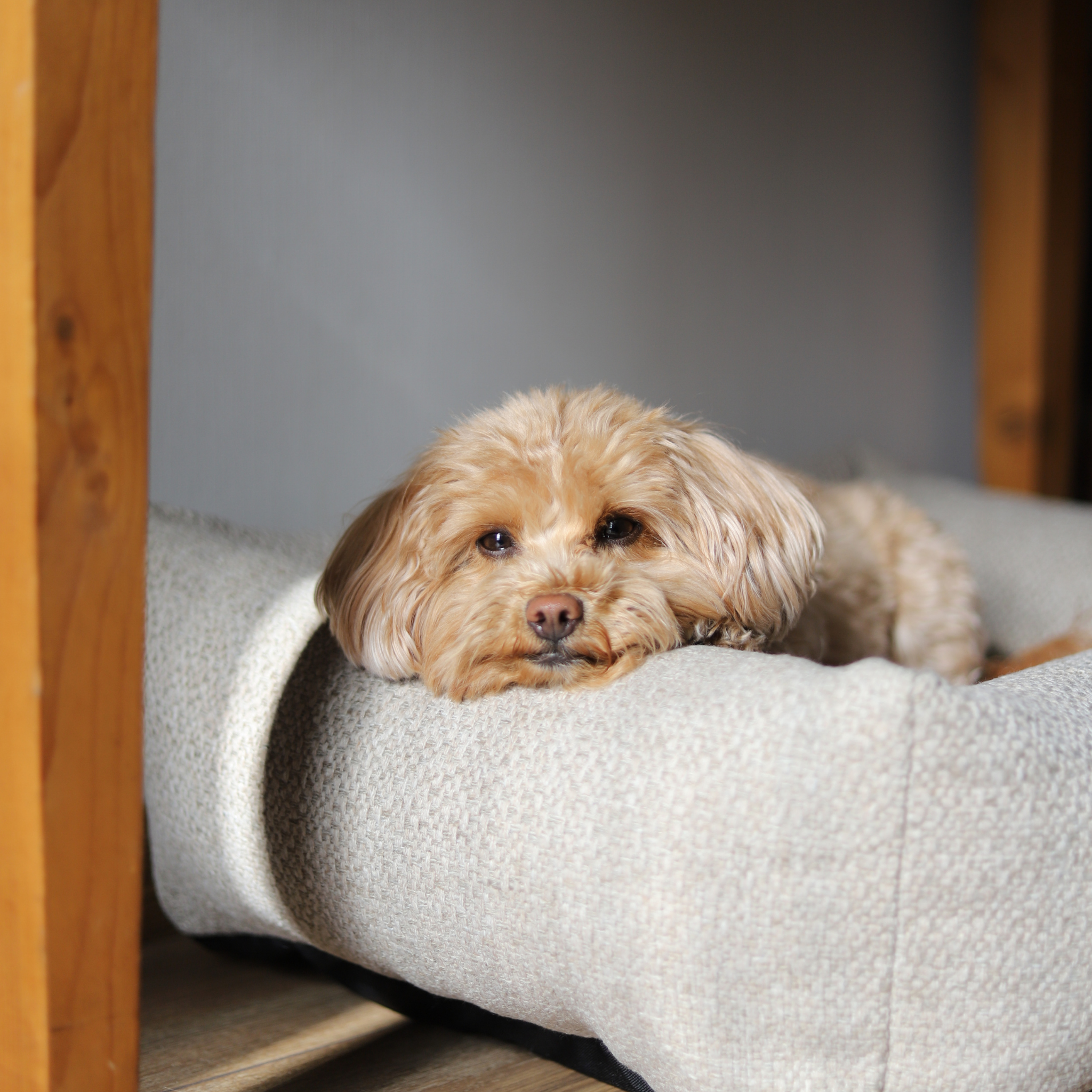 A small dog resting its head on the edge of the British Tan Snug dog bed