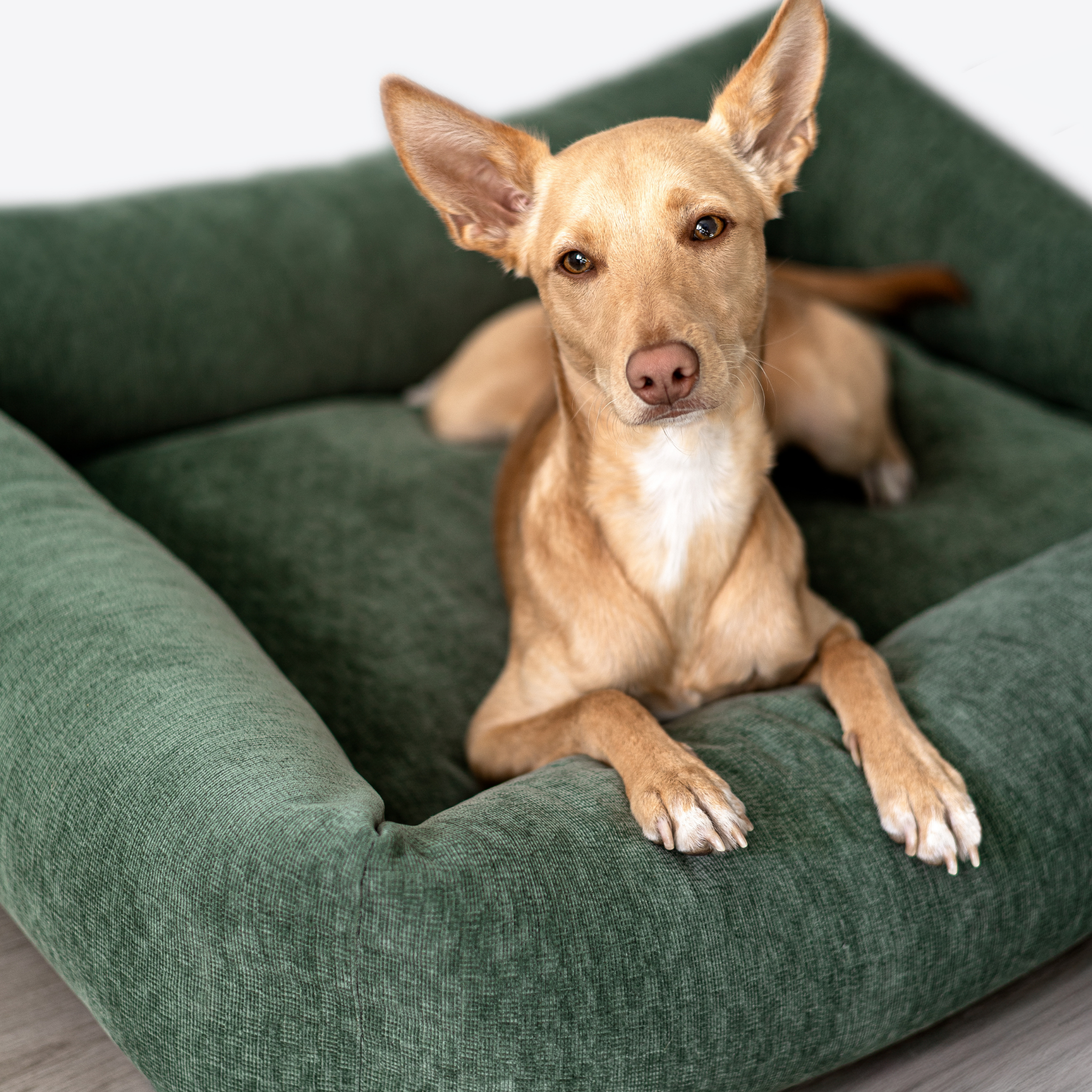 A tan dog lying in the Emerald Green Snug dog bed