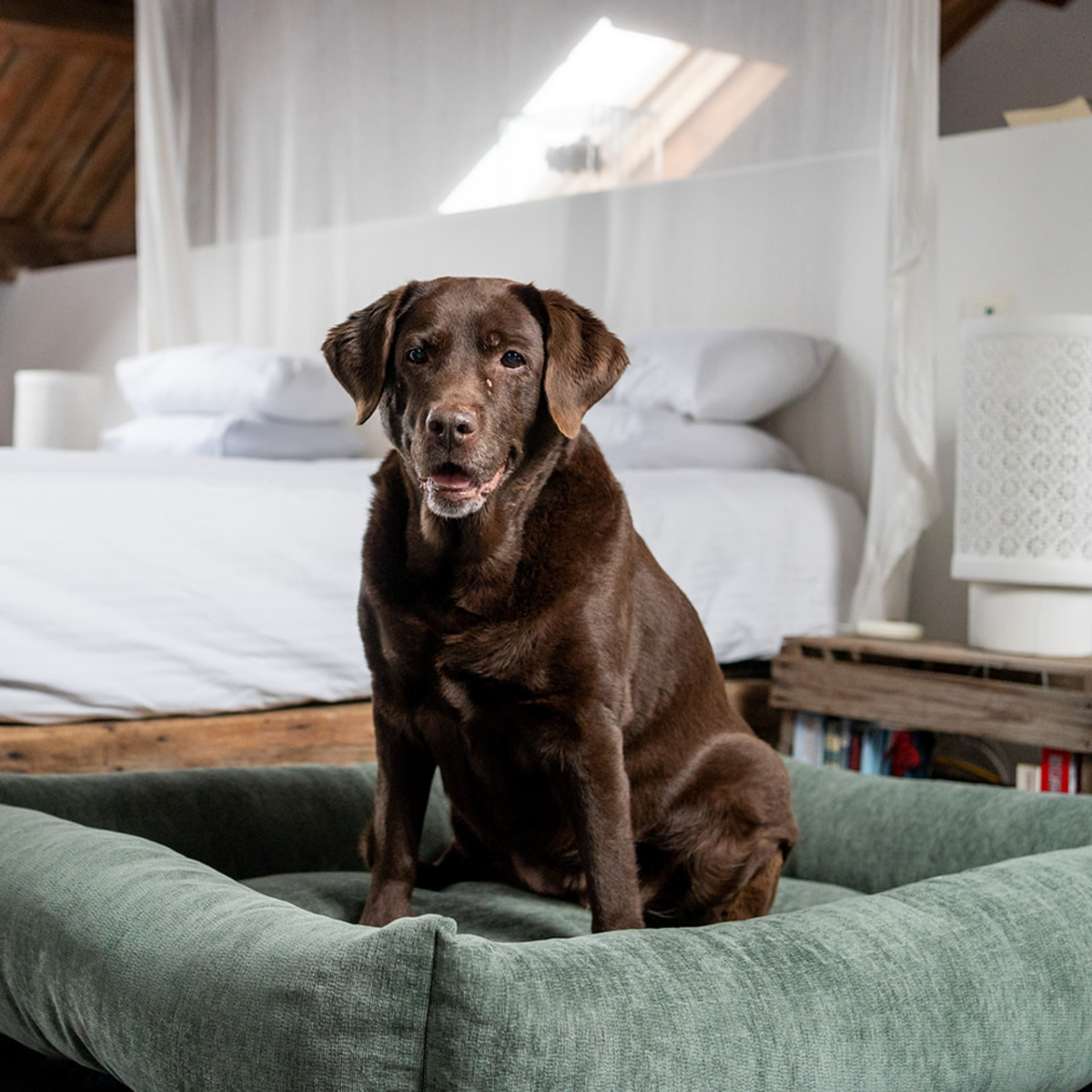 Chocolate Labrador sitting in the Emerald Green Snug dog bed in a bedroom