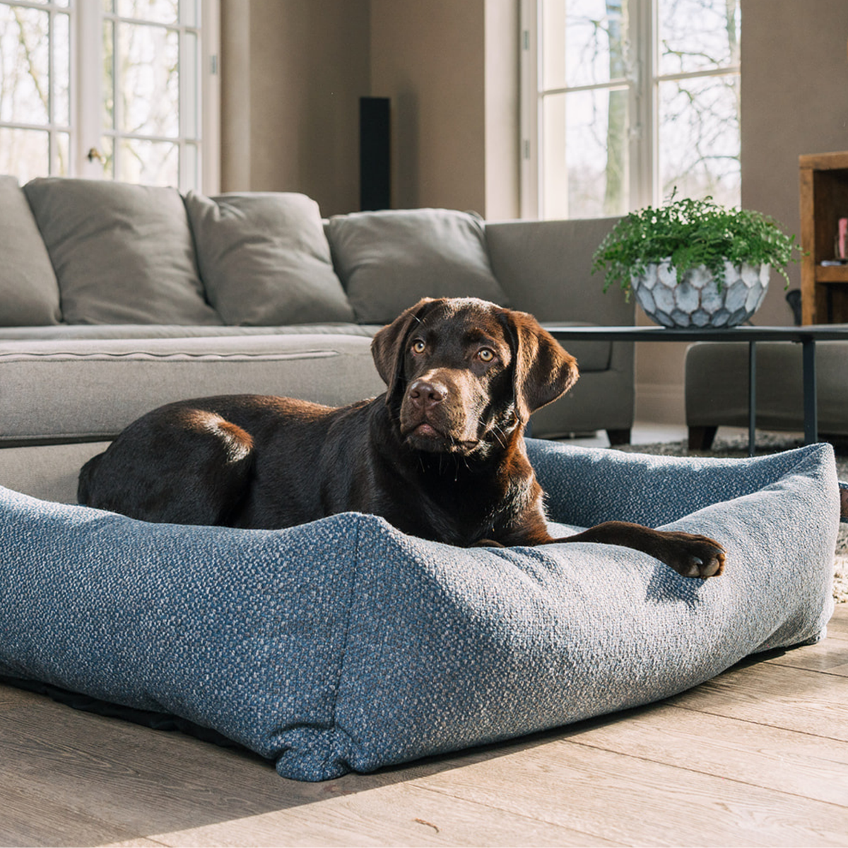 Chocolate Labrador lying in the Midnight Blue Snug dog bed in a living room