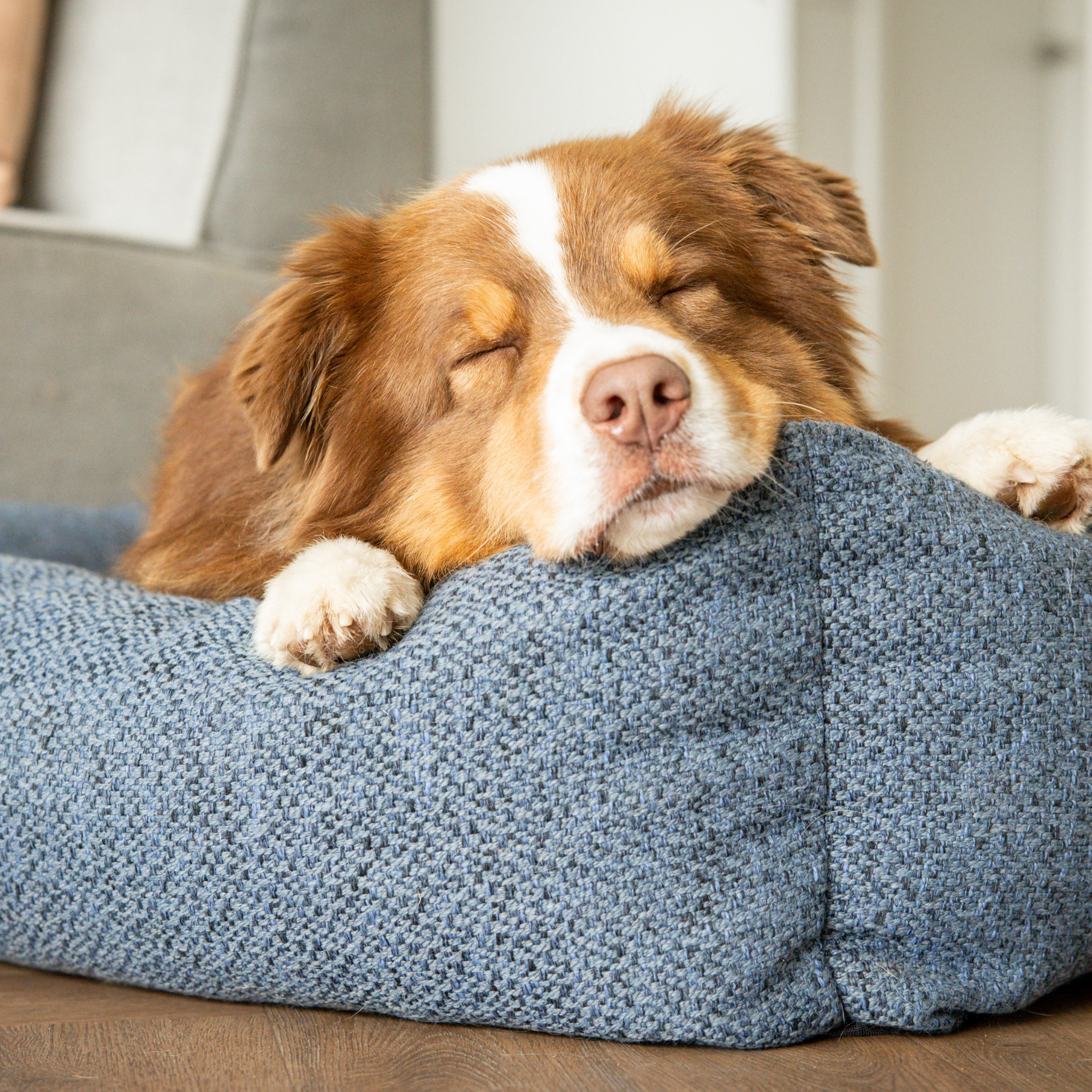 A dog asleep with its head on the edge of the Midnight Blue Snug dog bed