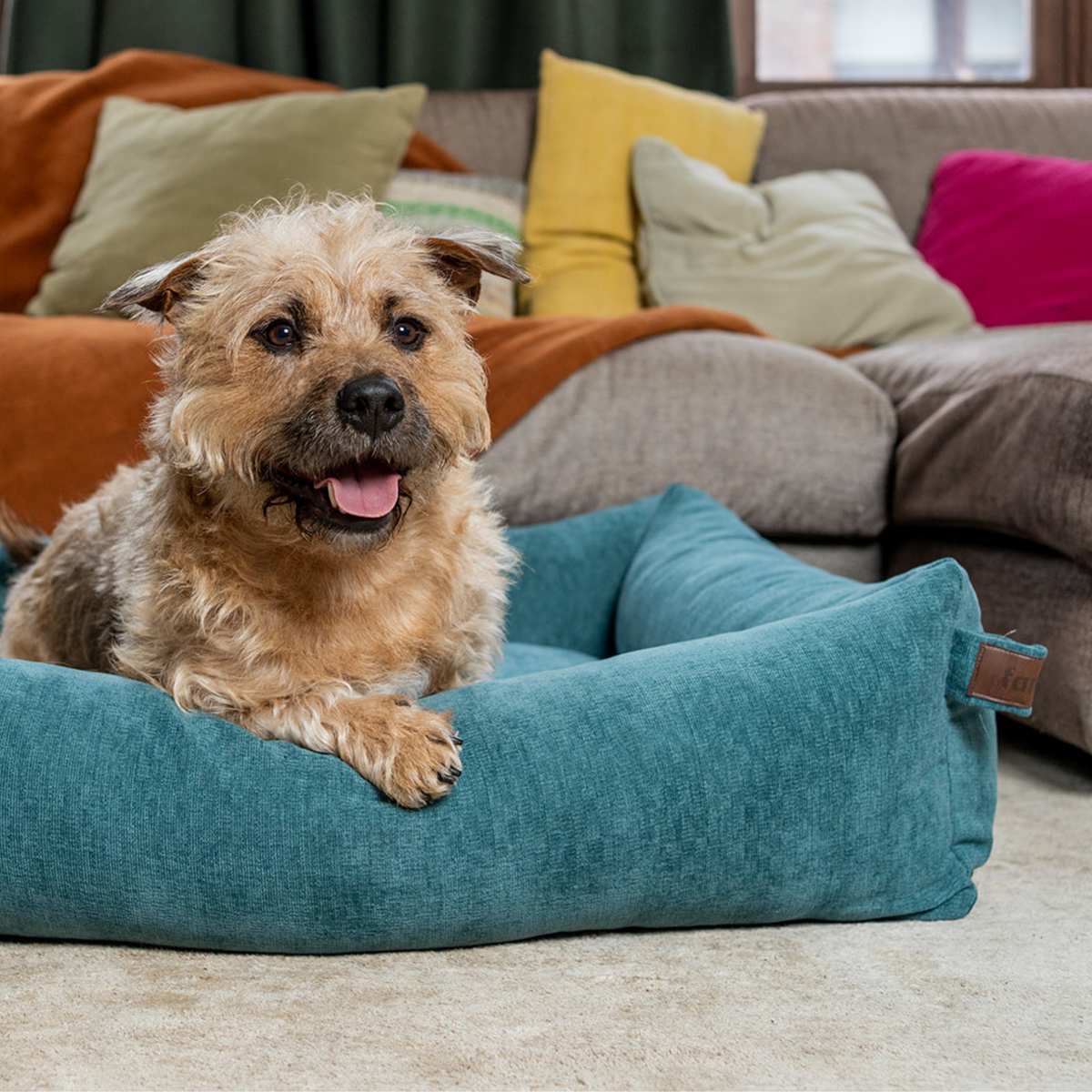 A terrier lying in the Peacock Blue Snug dog bed in a colourful living room