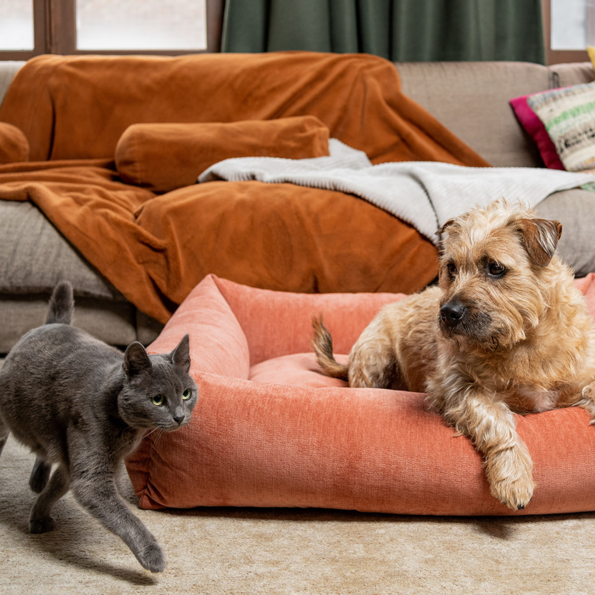 A terrier resting in the Rusty Orange Snug dog bed with a grey cat walking past