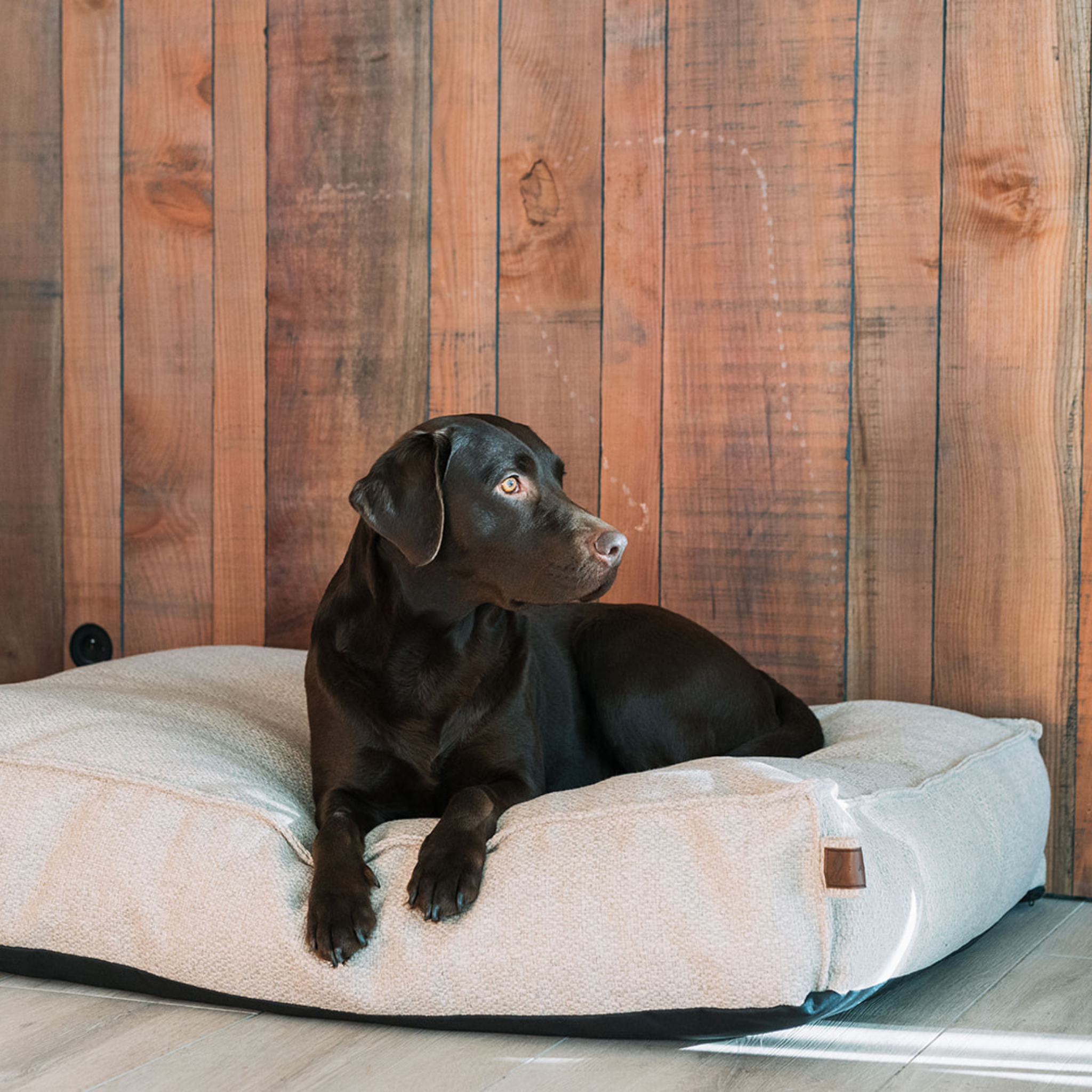 A black Labrador lying on the British Tan Stargaze dog mattress against a wooden wall #color_british-tan