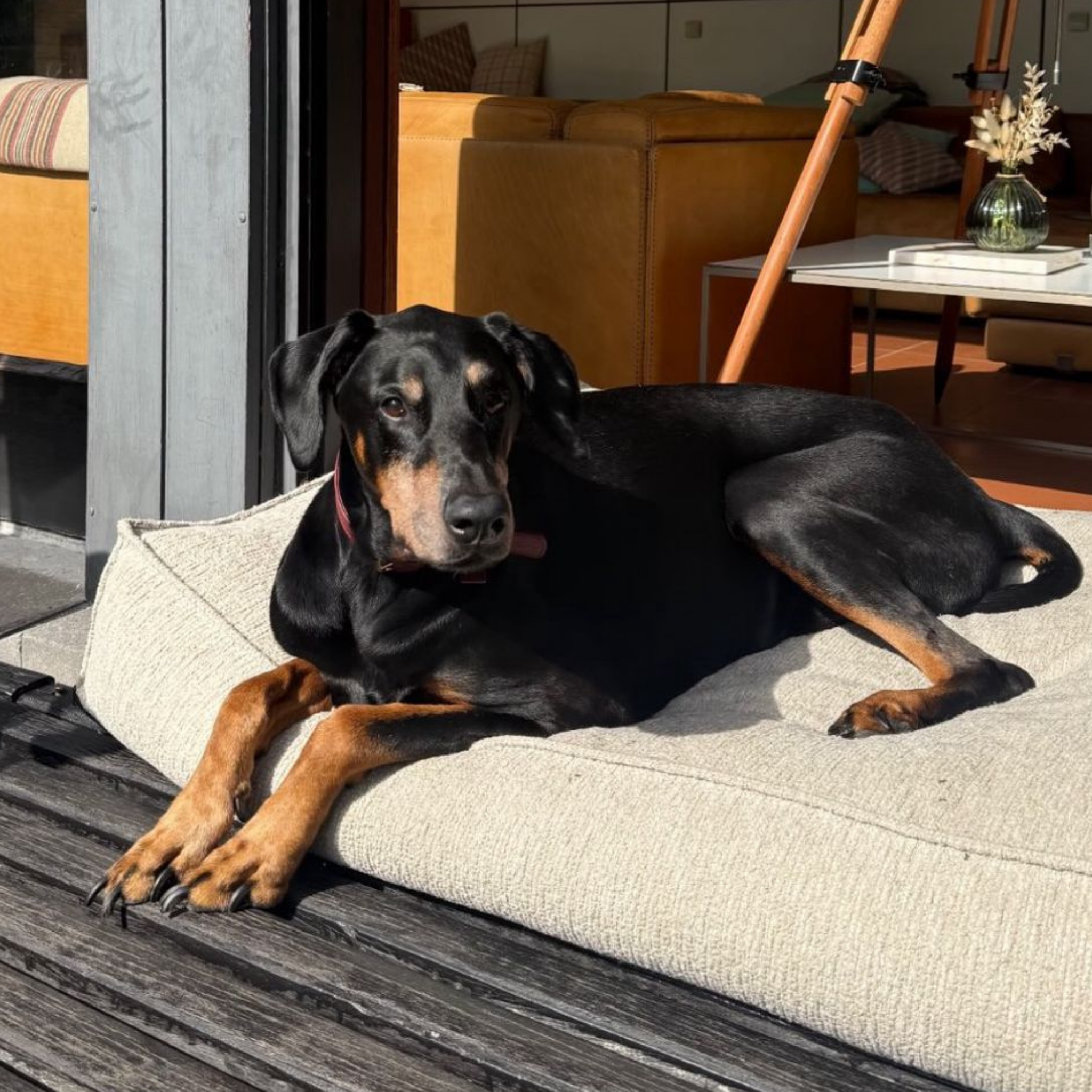 A Dobermann lying on the Clay Beige Stargaze dog mattress on a terrace