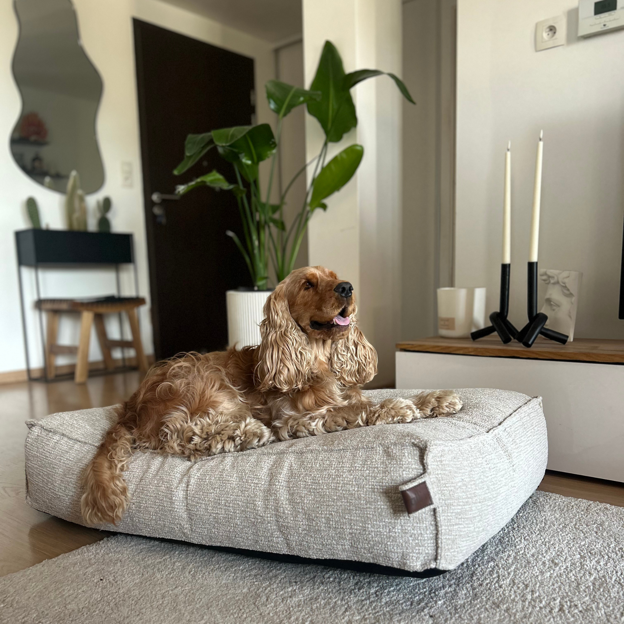 A Cocker Spaniel lying on the Clay Beige Stargaze dog mattress in a hallway