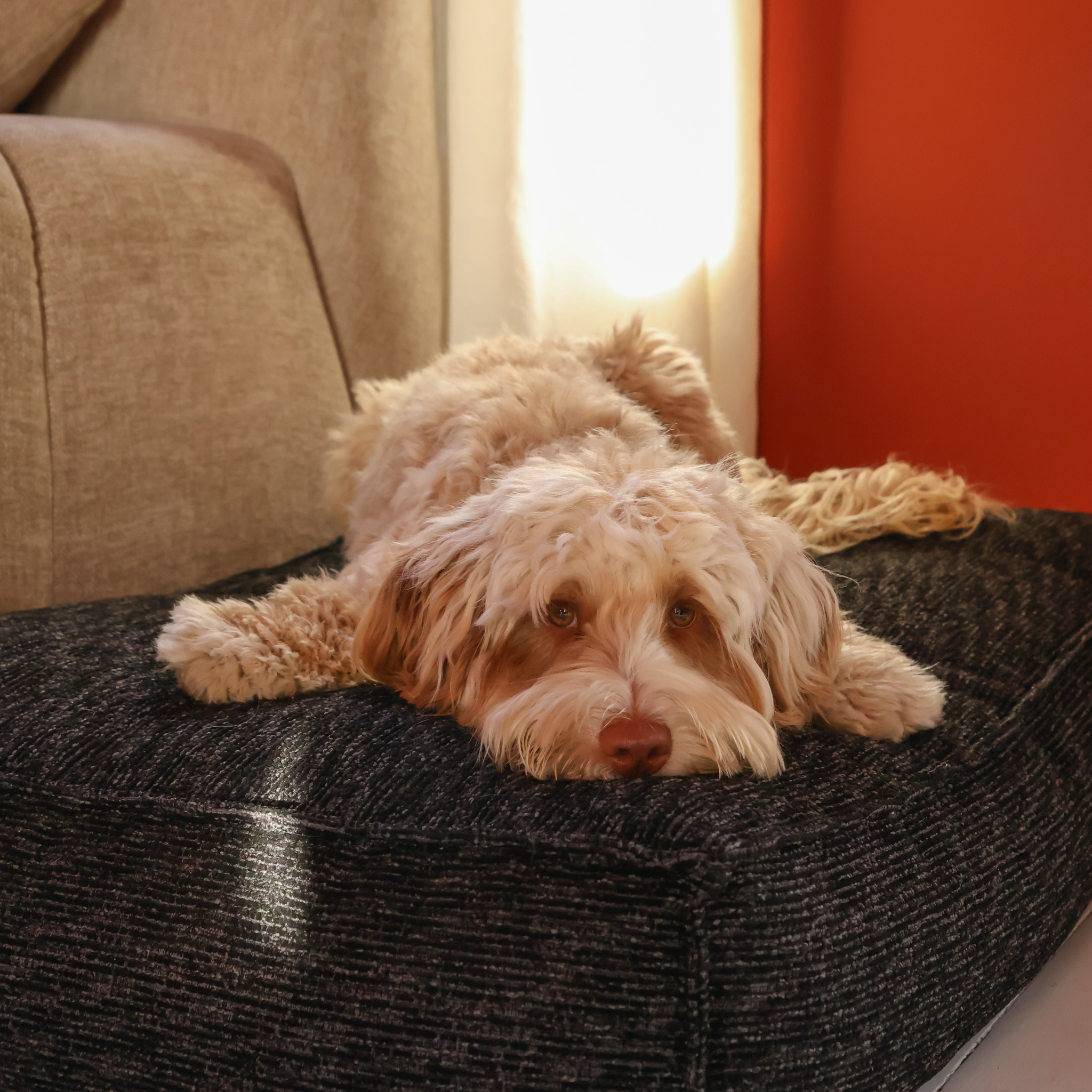 An apricot doodle resting on the Coal Grey Stargaze dog mattress