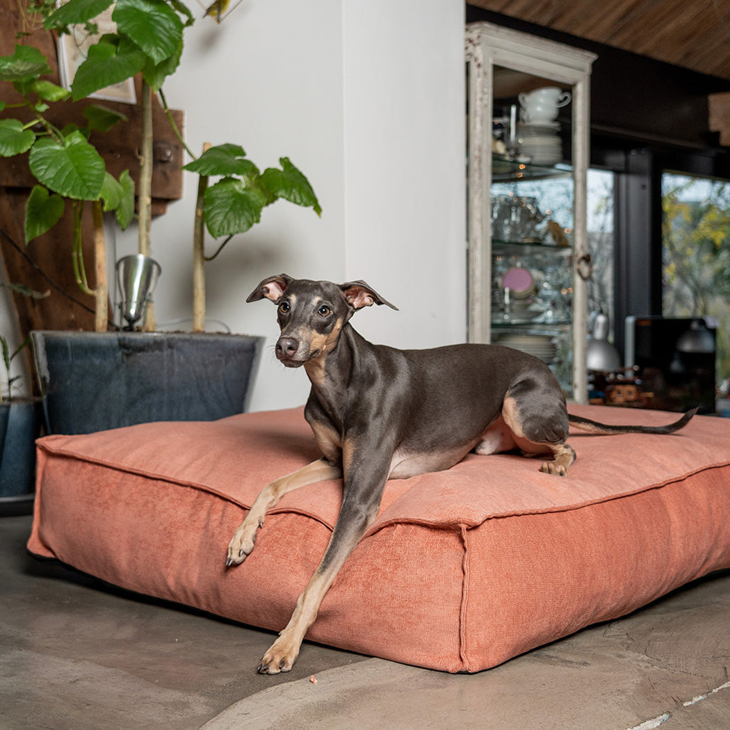 Stargaze Mellow Cushion Rusty Orange