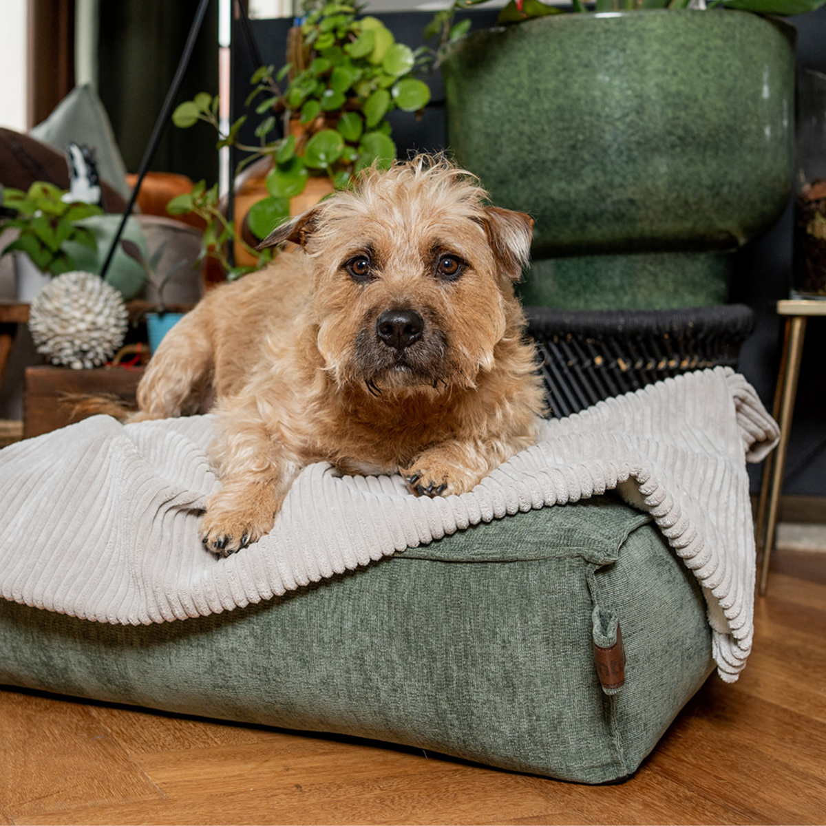 A terrier resting on the Emerald Green Stargaze dog mattress with a blanket