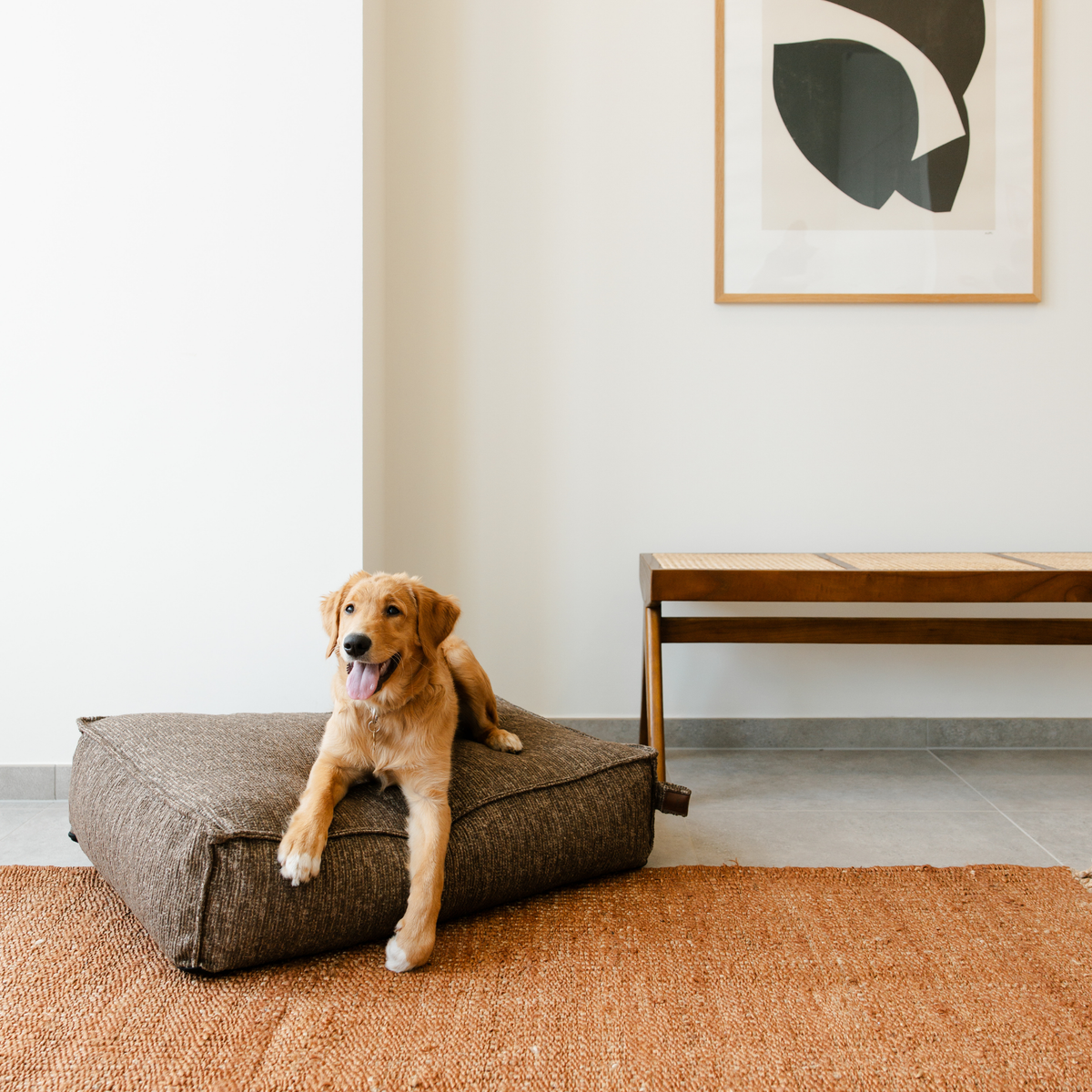 A golden retriever sitting on the Espresso Brown Stargaze dog mattress in a bright room
