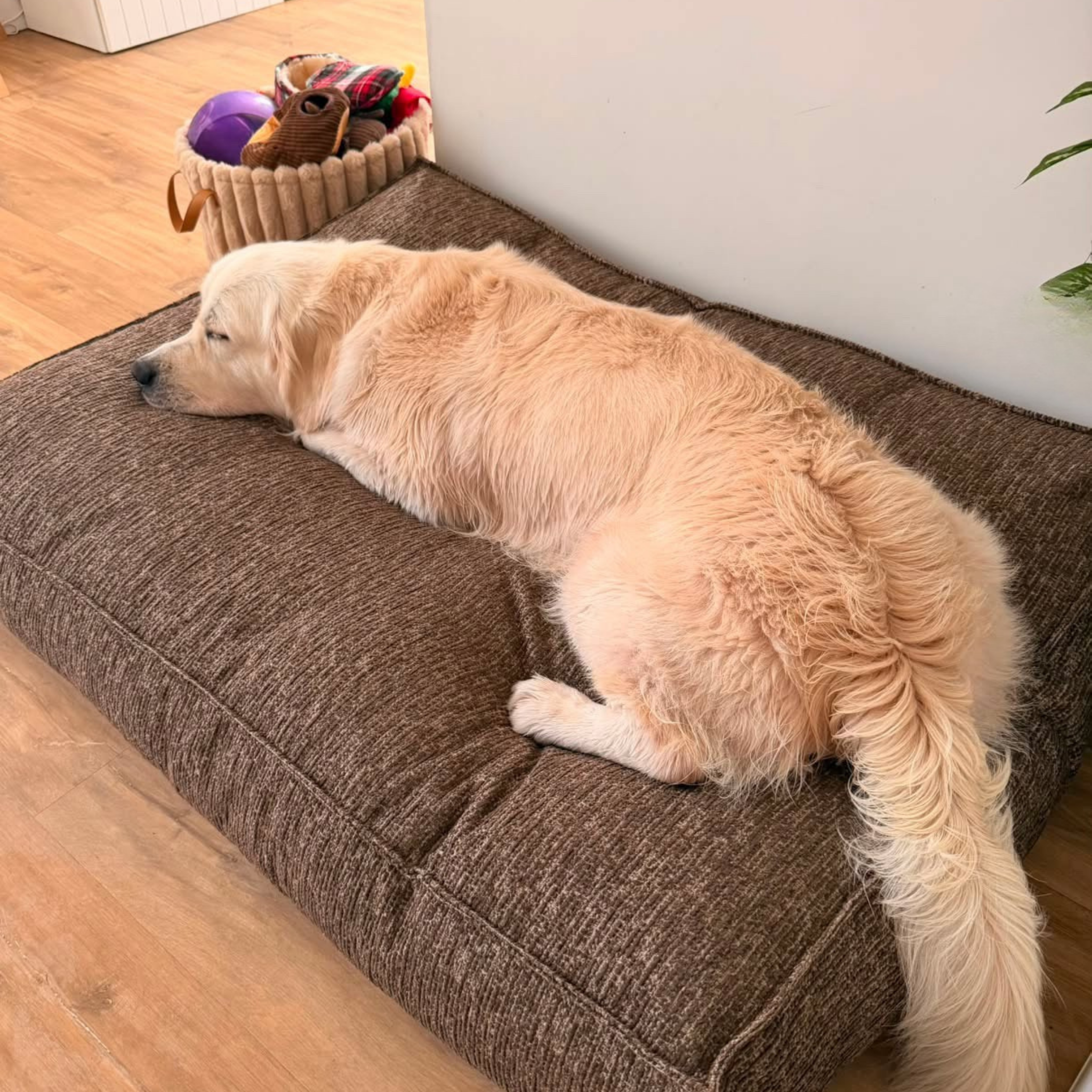 A golden retriever asleep on the Espresso Brown Stargaze dog mattress