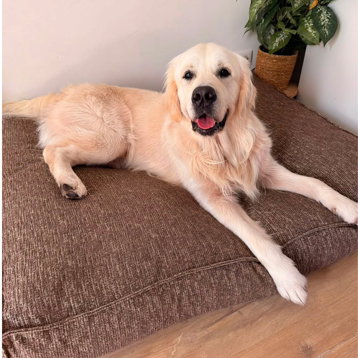 A cream golden retriever lying on the Espresso Brown Stargaze dog mattress