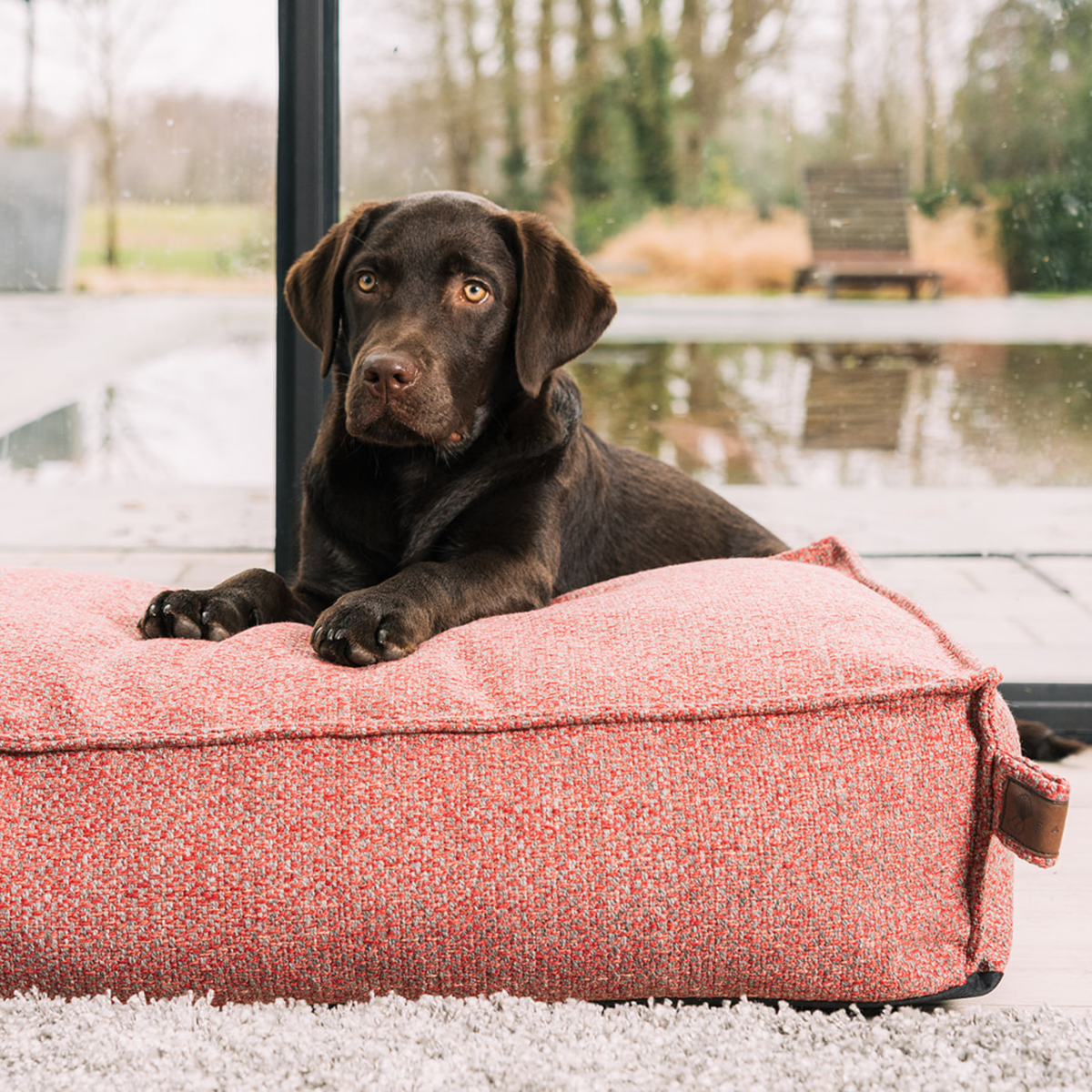A chocolate Labrador sitting on the Fire Brick Stargaze dog mattress beside a window