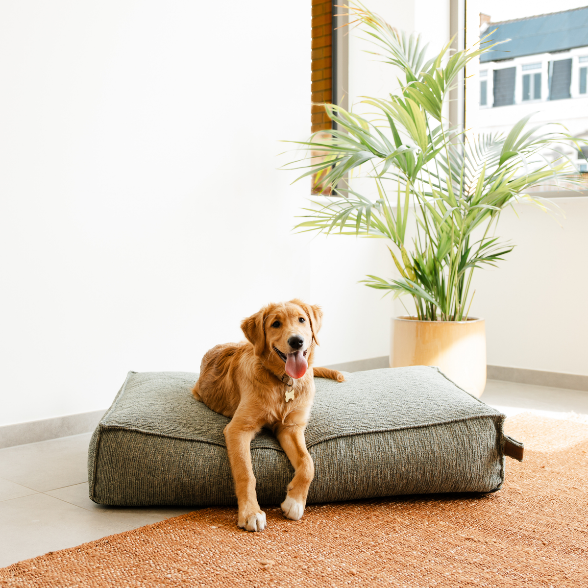 A golden retriever lying on the Forest Green Stargaze dog mattress beside a plant