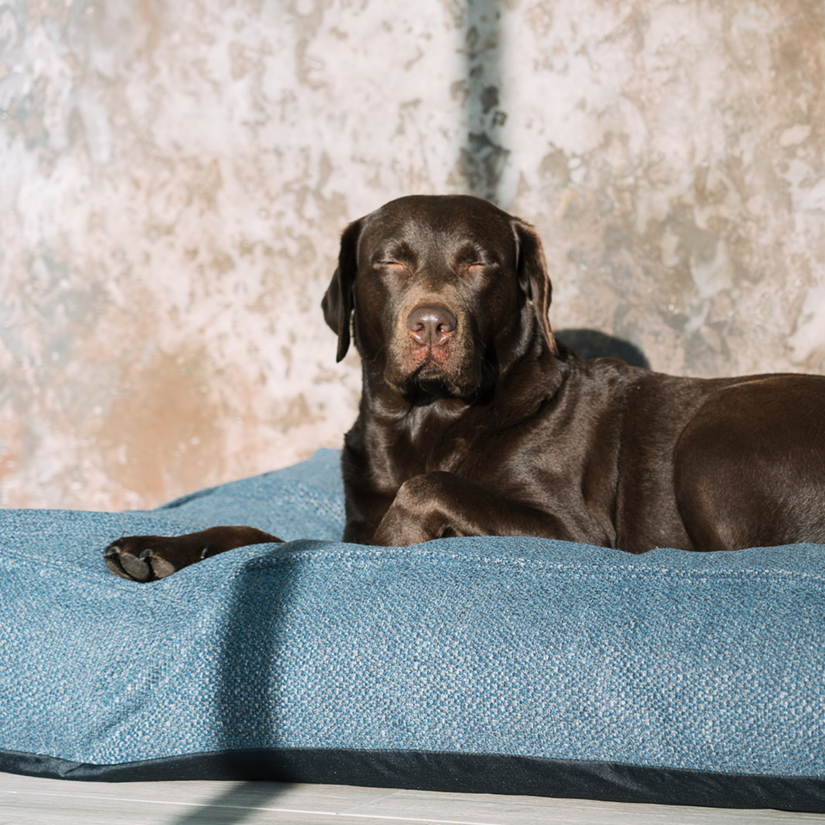 A chocolate Labrador resting on the Midnight Blue Stargaze dog mattress
