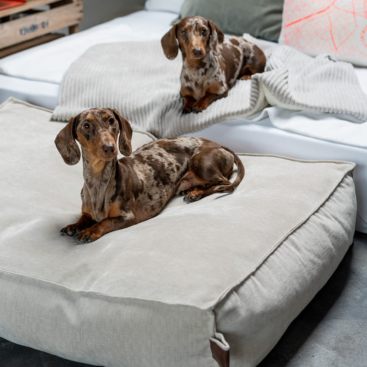 Two dachshunds resting on the Oat Beige Stargaze dog mattress