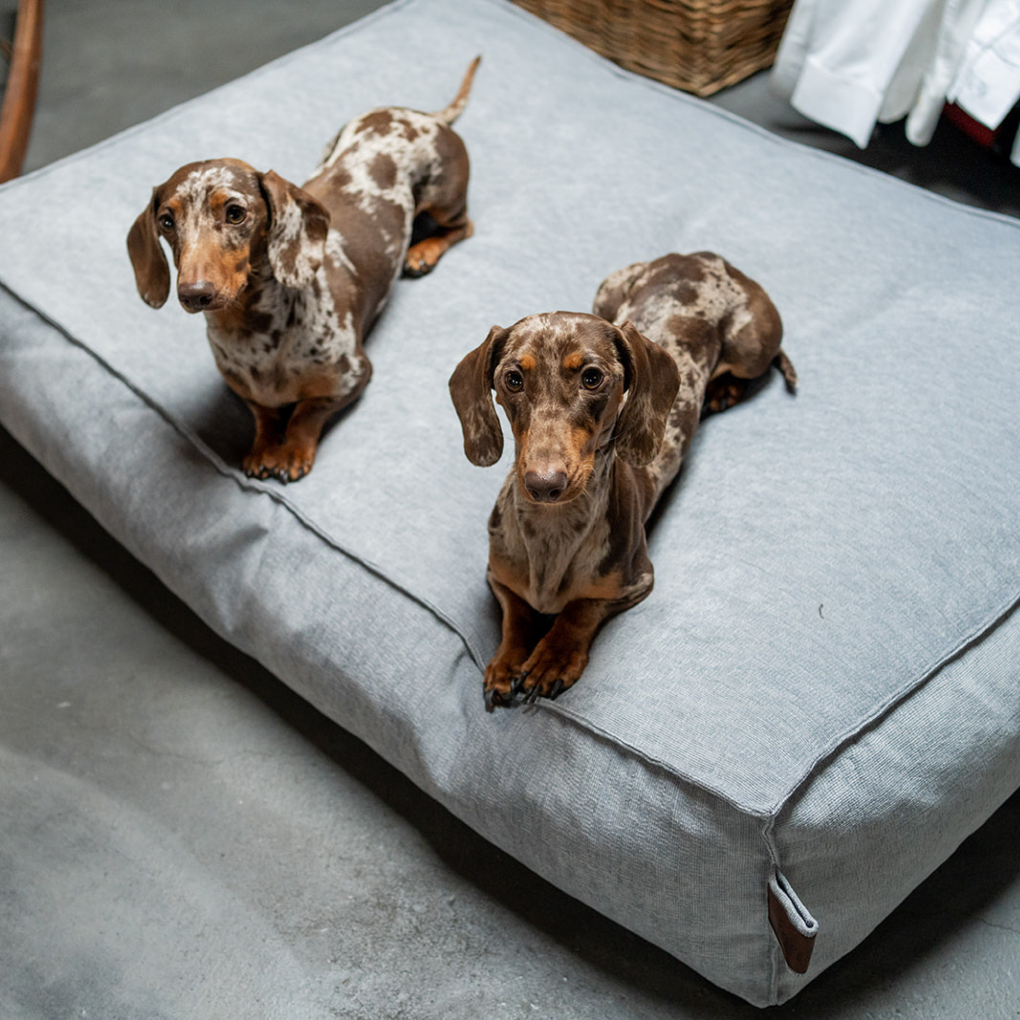 Three dachshunds sitting on the Pearl Grey Stargaze dog mattress