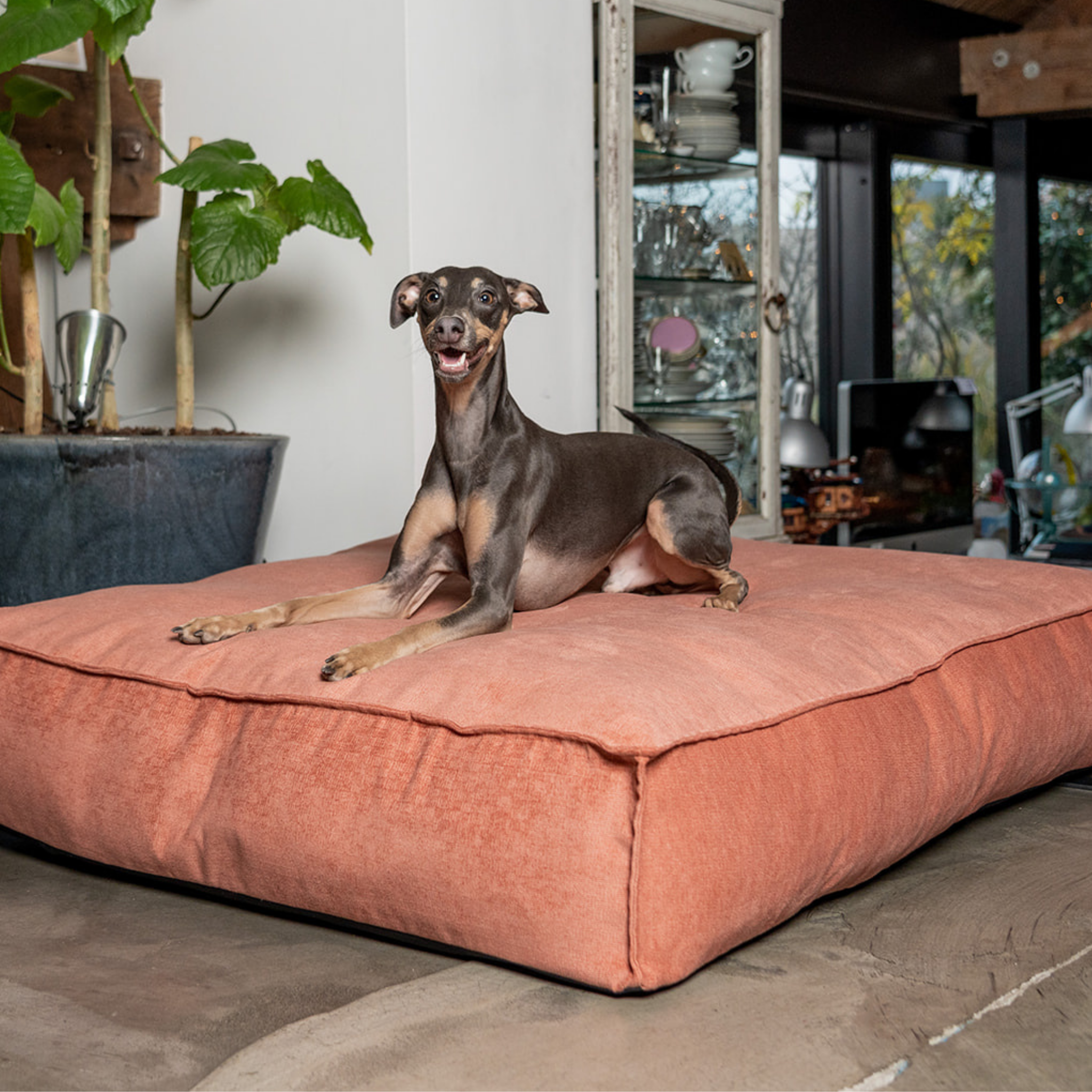 An Italian Greyhound lying on the Rusty Orange Stargaze dog mattress
