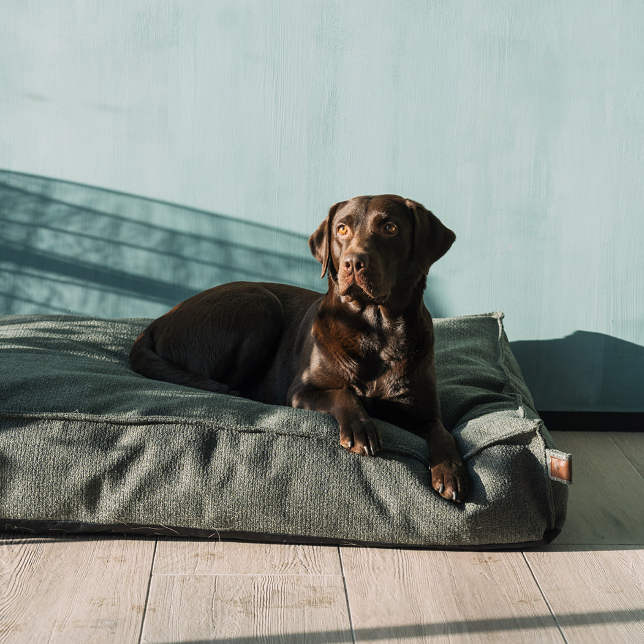 A chocolate Labrador sitting on the Seaweed Green Stargaze dog mattress