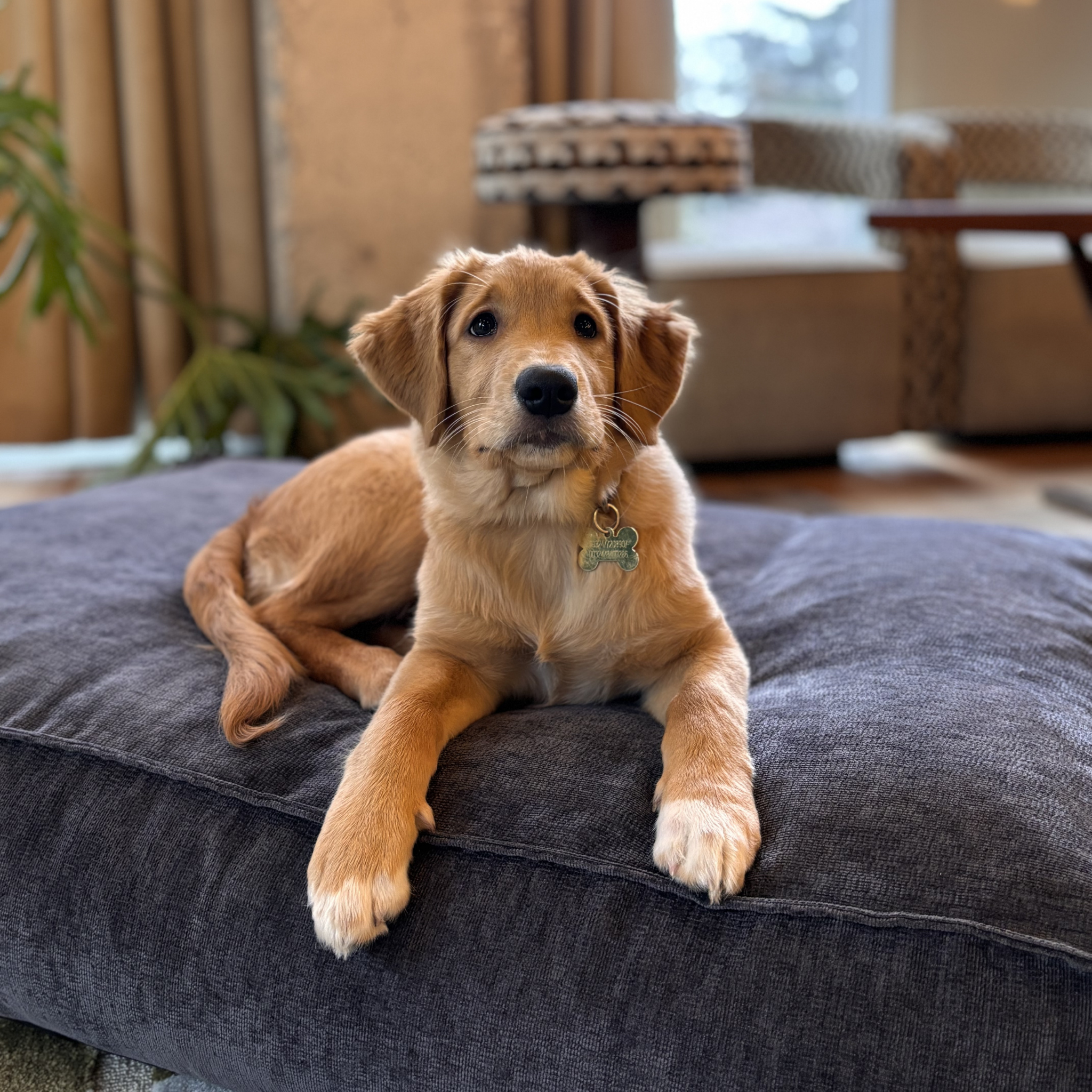 A golden retriever puppy lying on the Smoke Grey Stargaze dog mattress