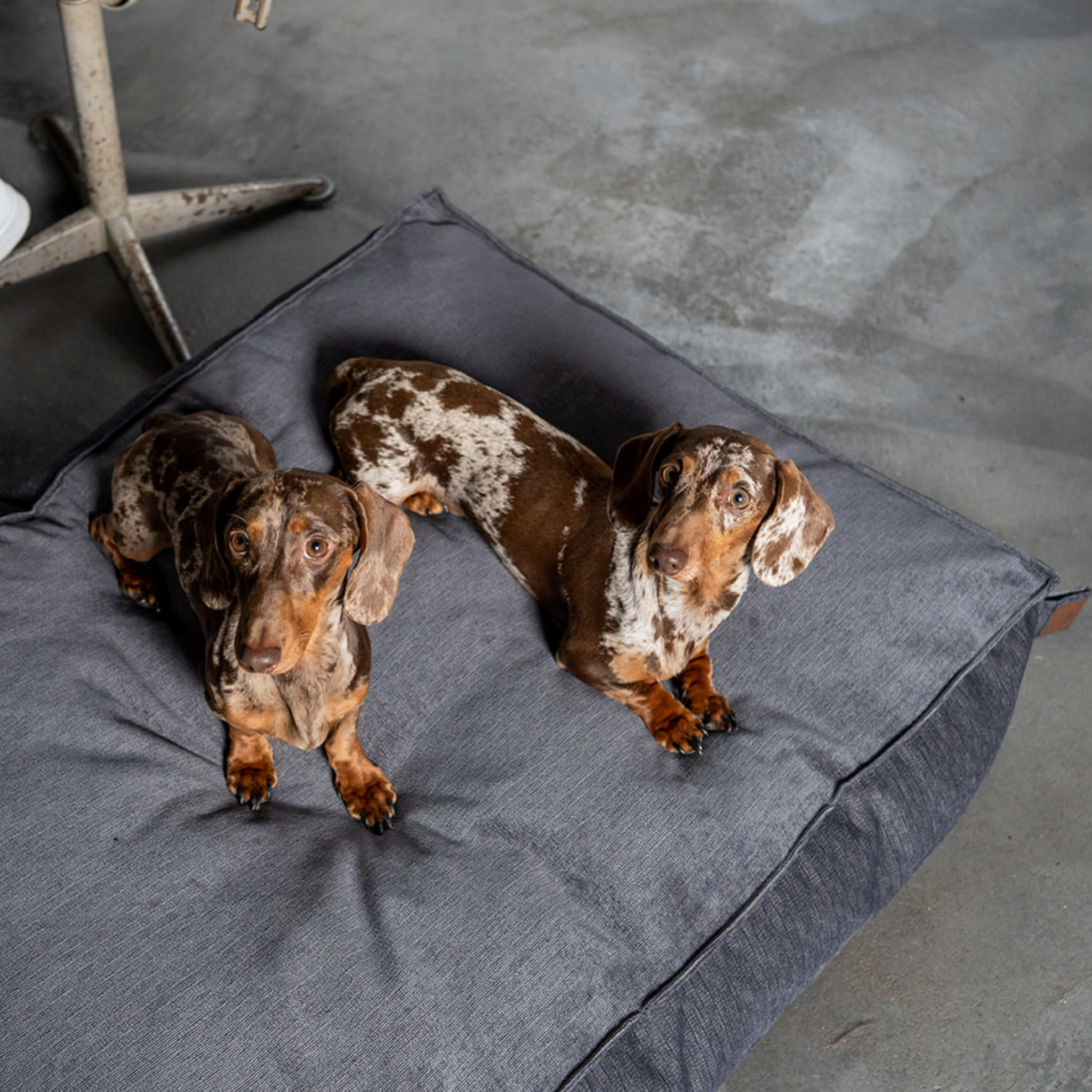 Three dachshunds on the Smoke Grey Stargaze dog mattress