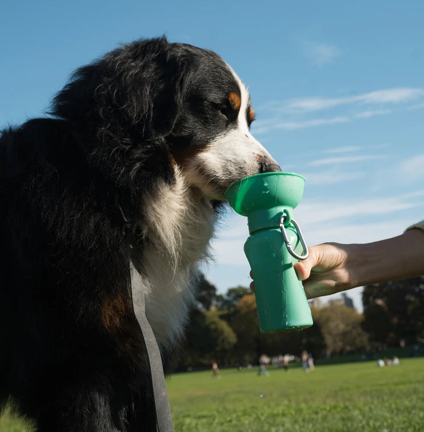 Springland Dog Travel Water Bottle