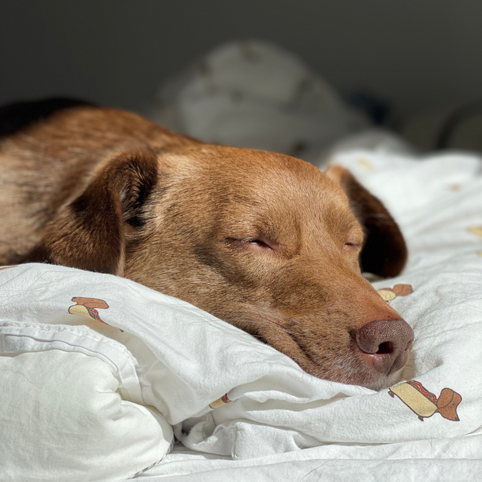 SHOULD YOUR DOG SLEEP IN YOUR BED? WHAT OUR DOG EXPERT SAYS