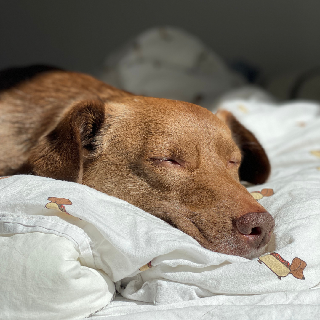 dog sleeping in bed 