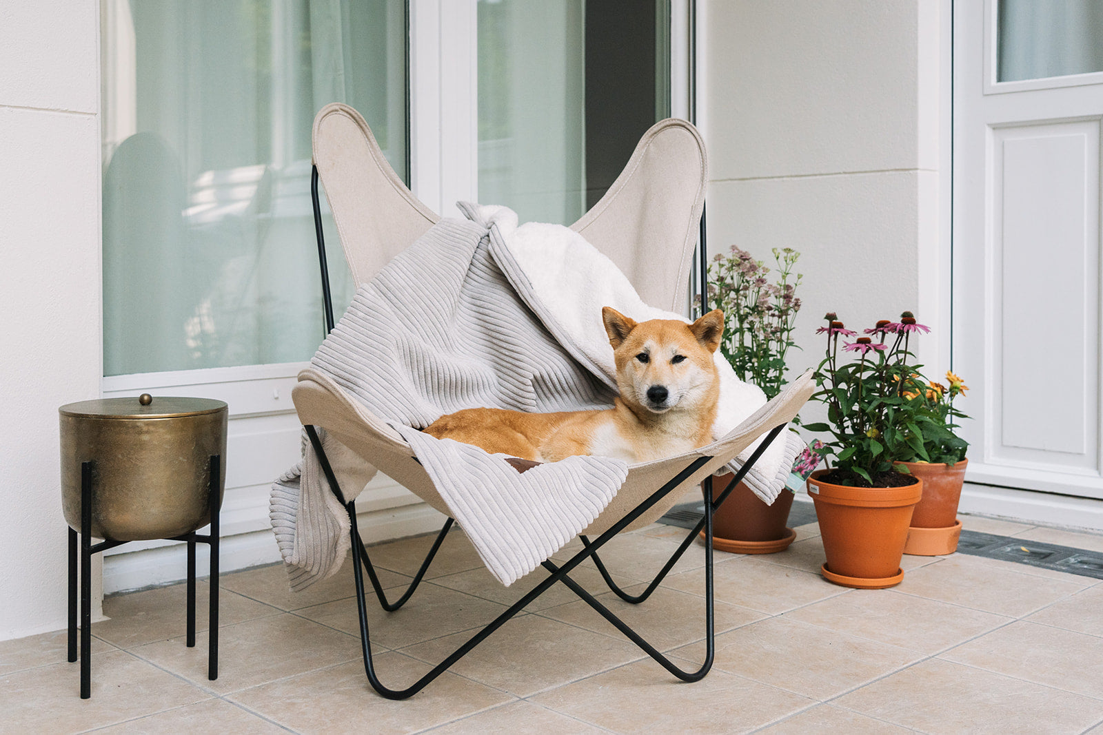 🌿 Staycation with Your Four-Legged Friend: How to turn staying home into a summer celebration
