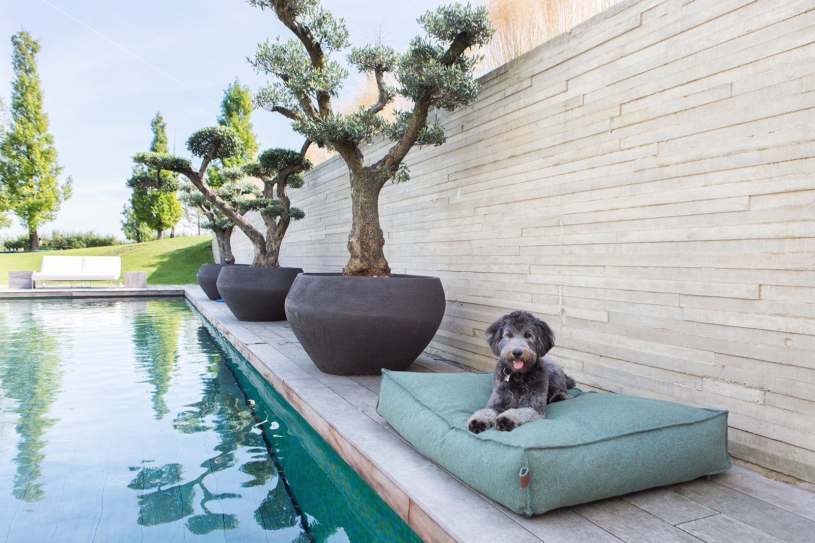 Keep Your Dog Cool: 6 Tips to Prevent Overheating This Summer