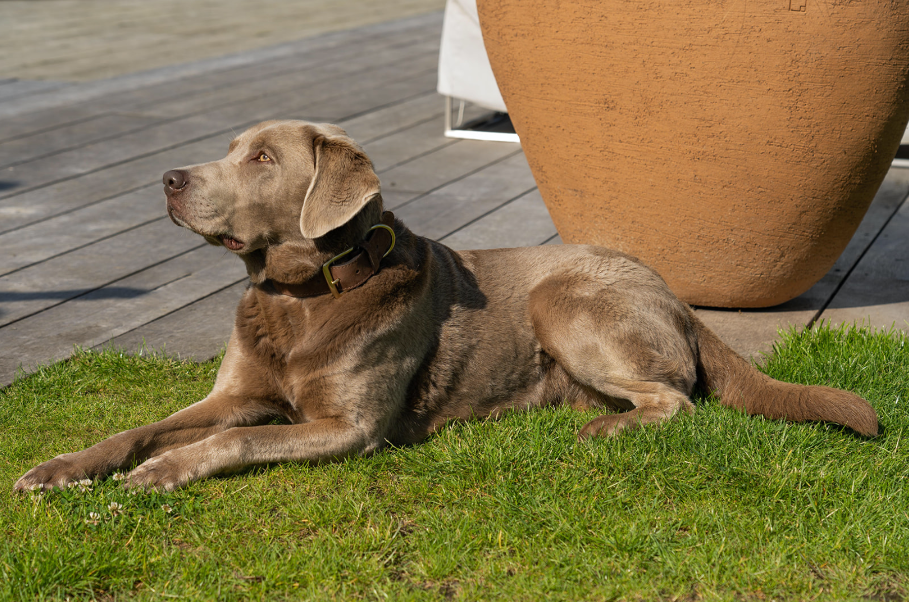 5 Things Your Pet Wants You To Know!