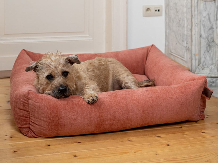 Origin, Endurance or Mellow: which Fantail is perfect for your dog?